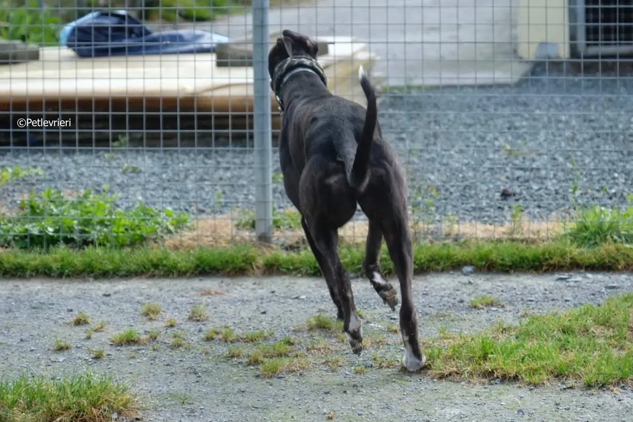 ellie adozione levrieri greyhound 15