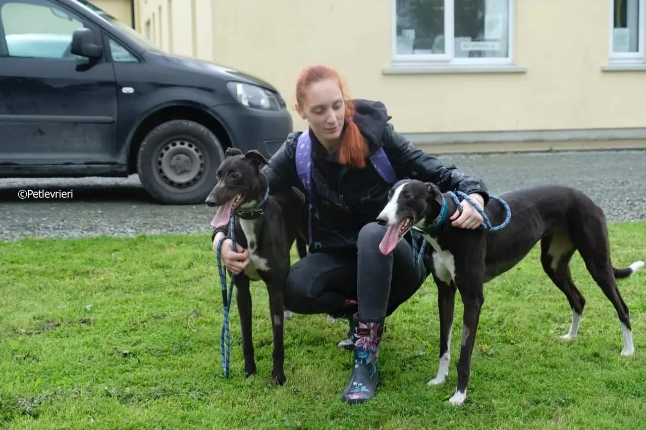 ellie adozione levrieri greyhound 16