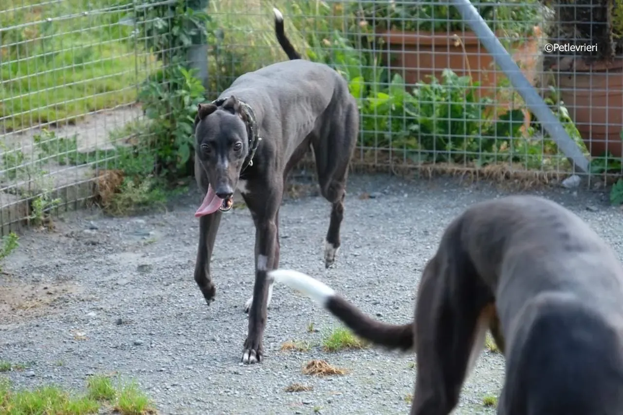 ellie adozione levrieri greyhound 17