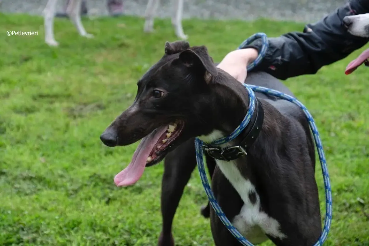 ellie adozione levrieri greyhound 18