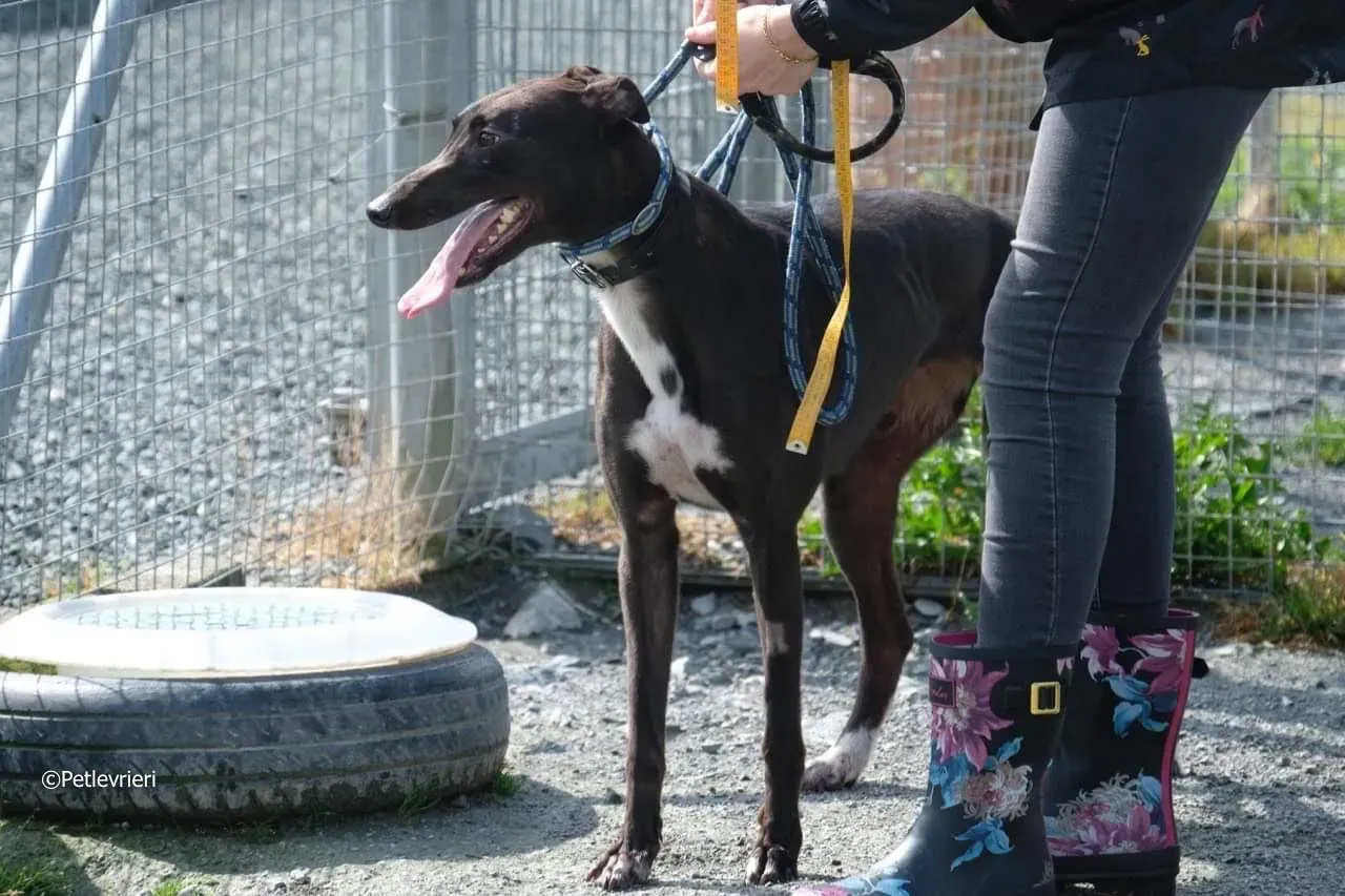 ellie adozione levrieri greyhound 19
