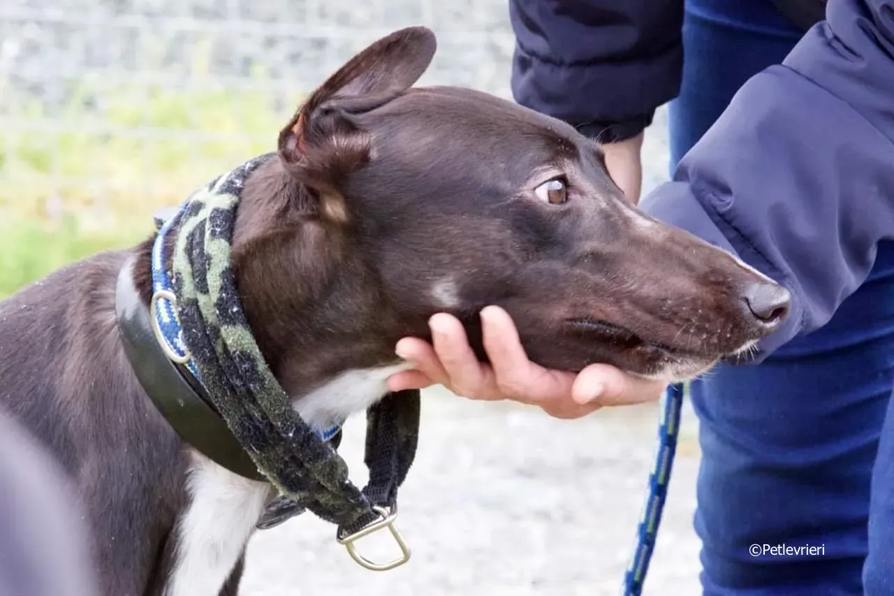 ellie adozione levrieri greyhound 2 2