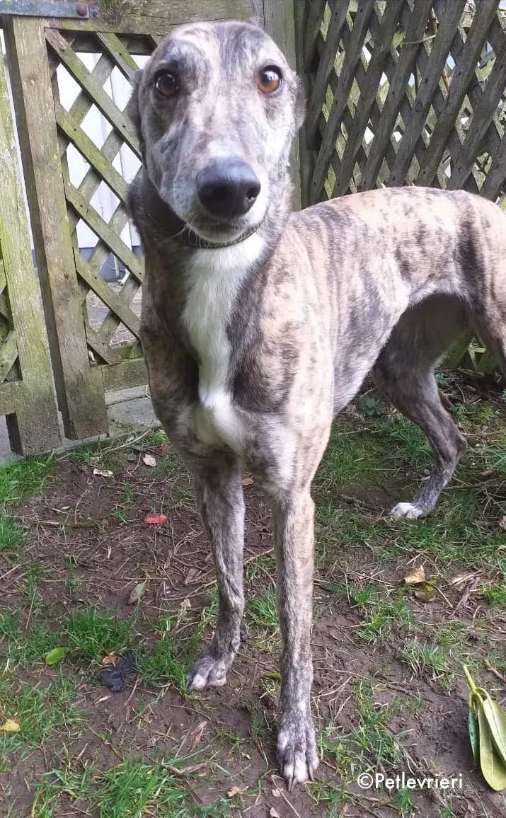 ellie adozione levrieri greyhound 2