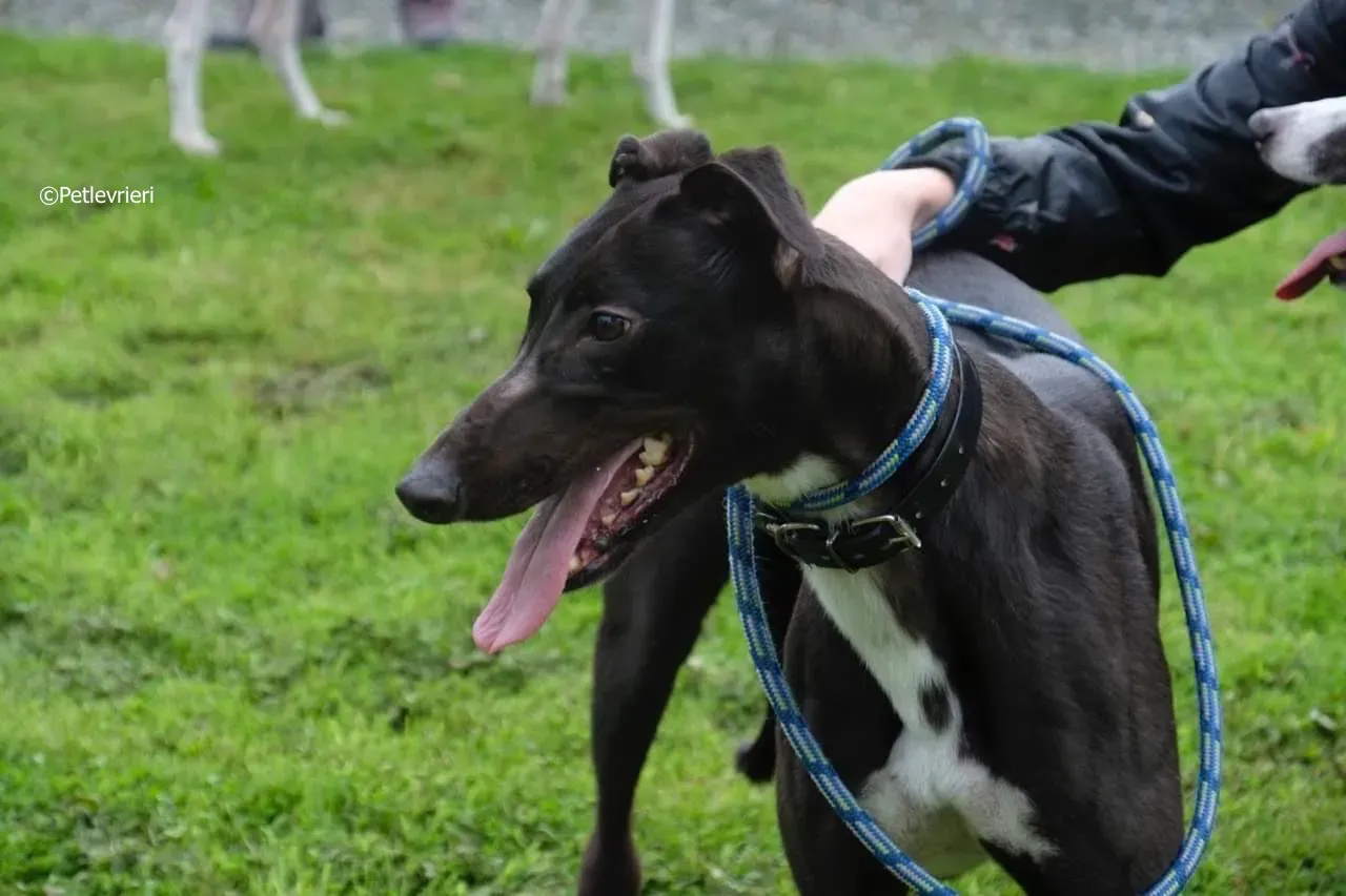 ellie adozione levrieri greyhound 20