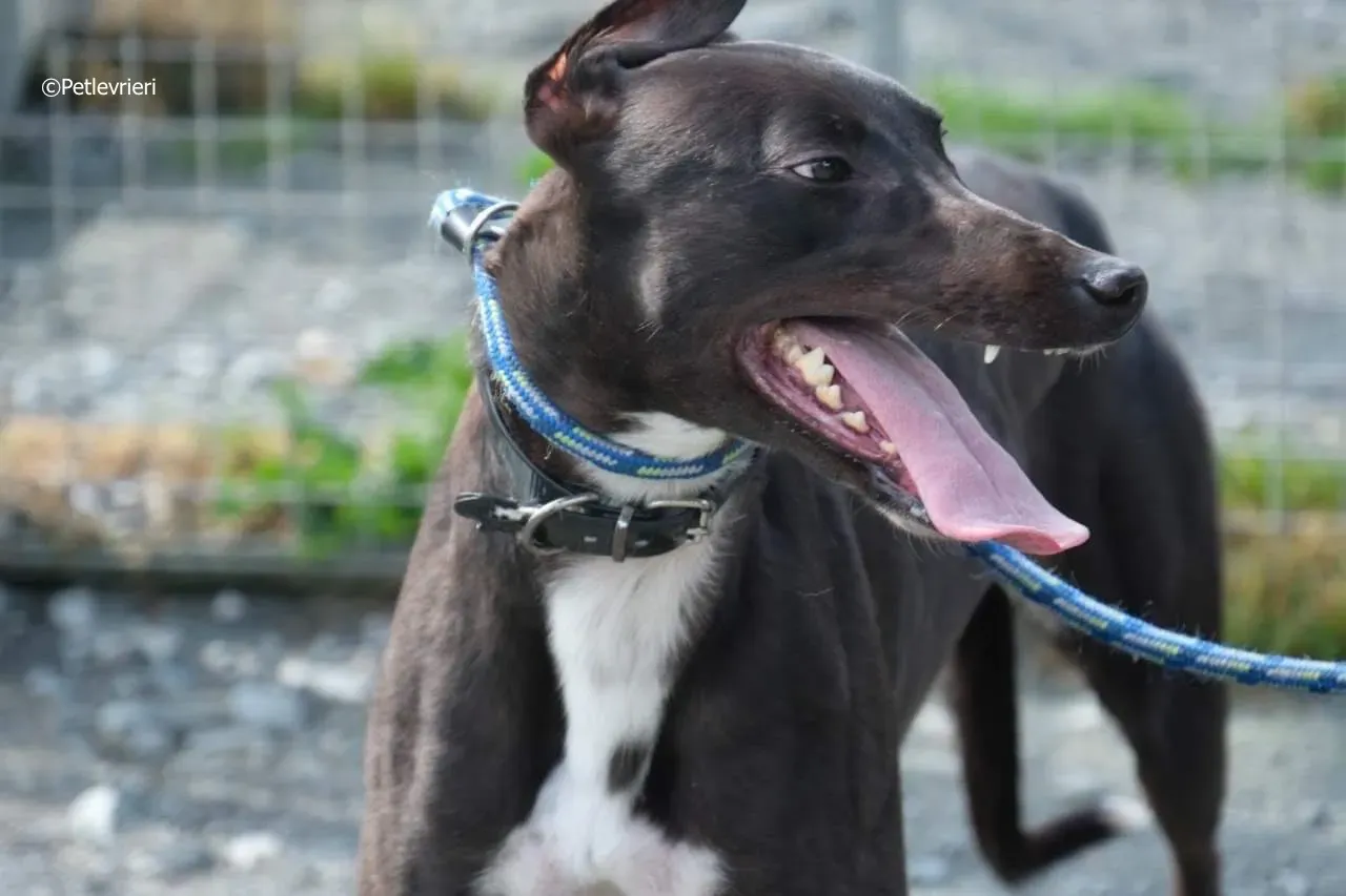 ellie adozione levrieri greyhound 21