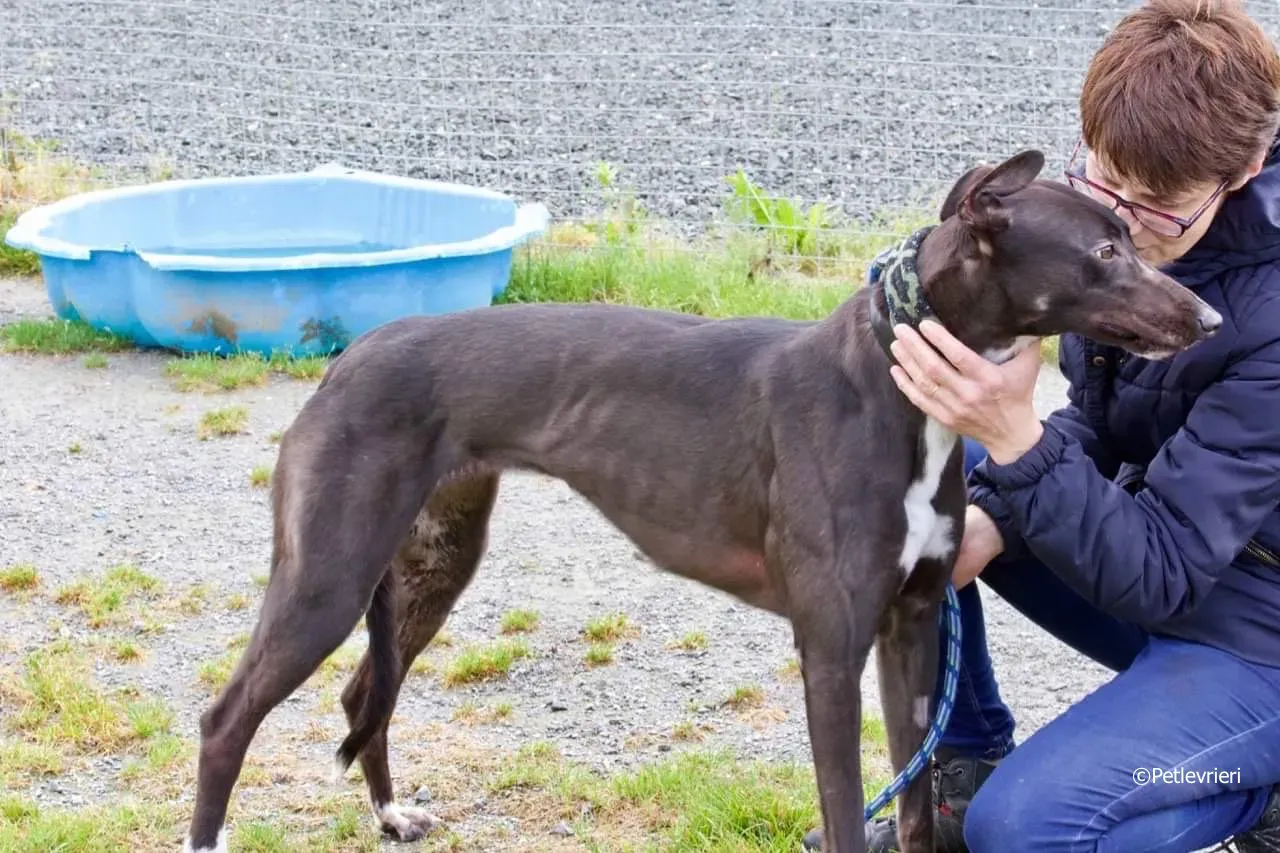 ellie adozione levrieri greyhound 3 1