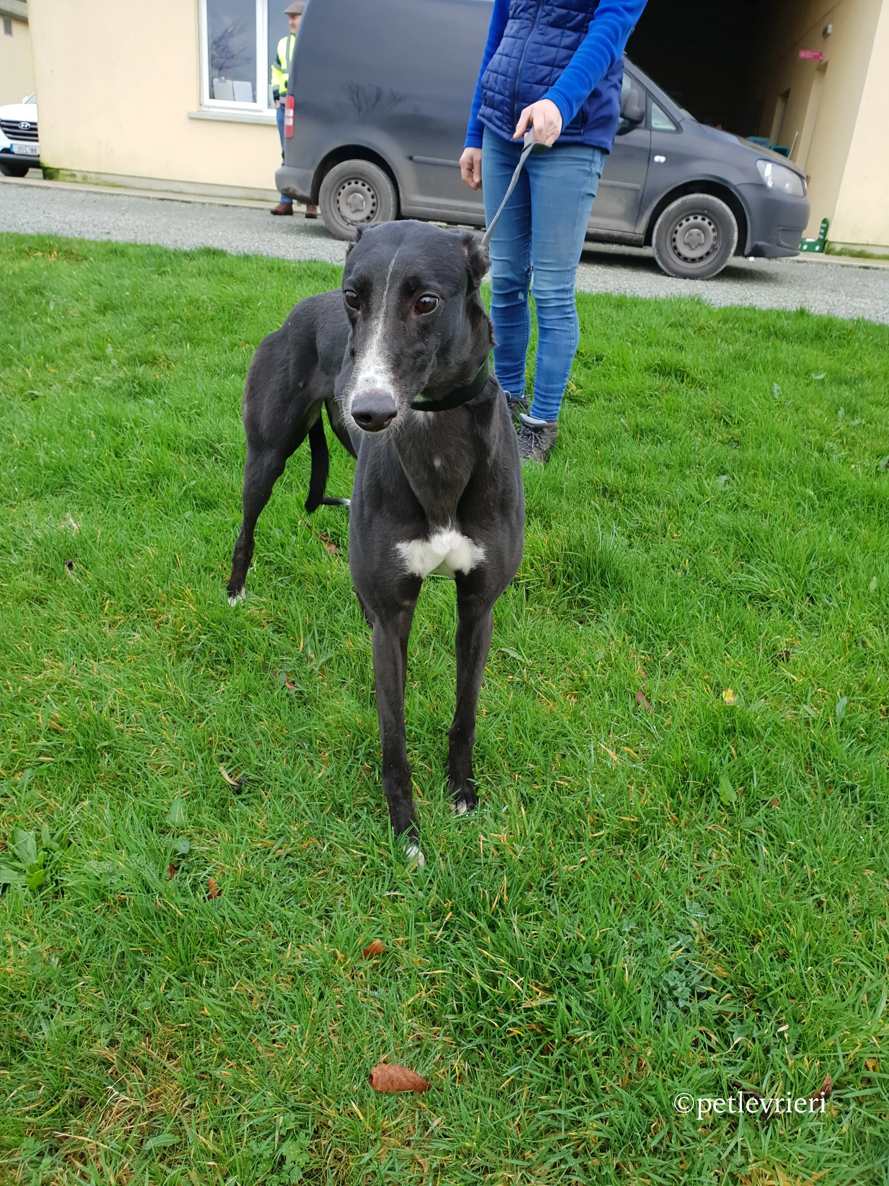 ellie adozione levrieri greyhound 3