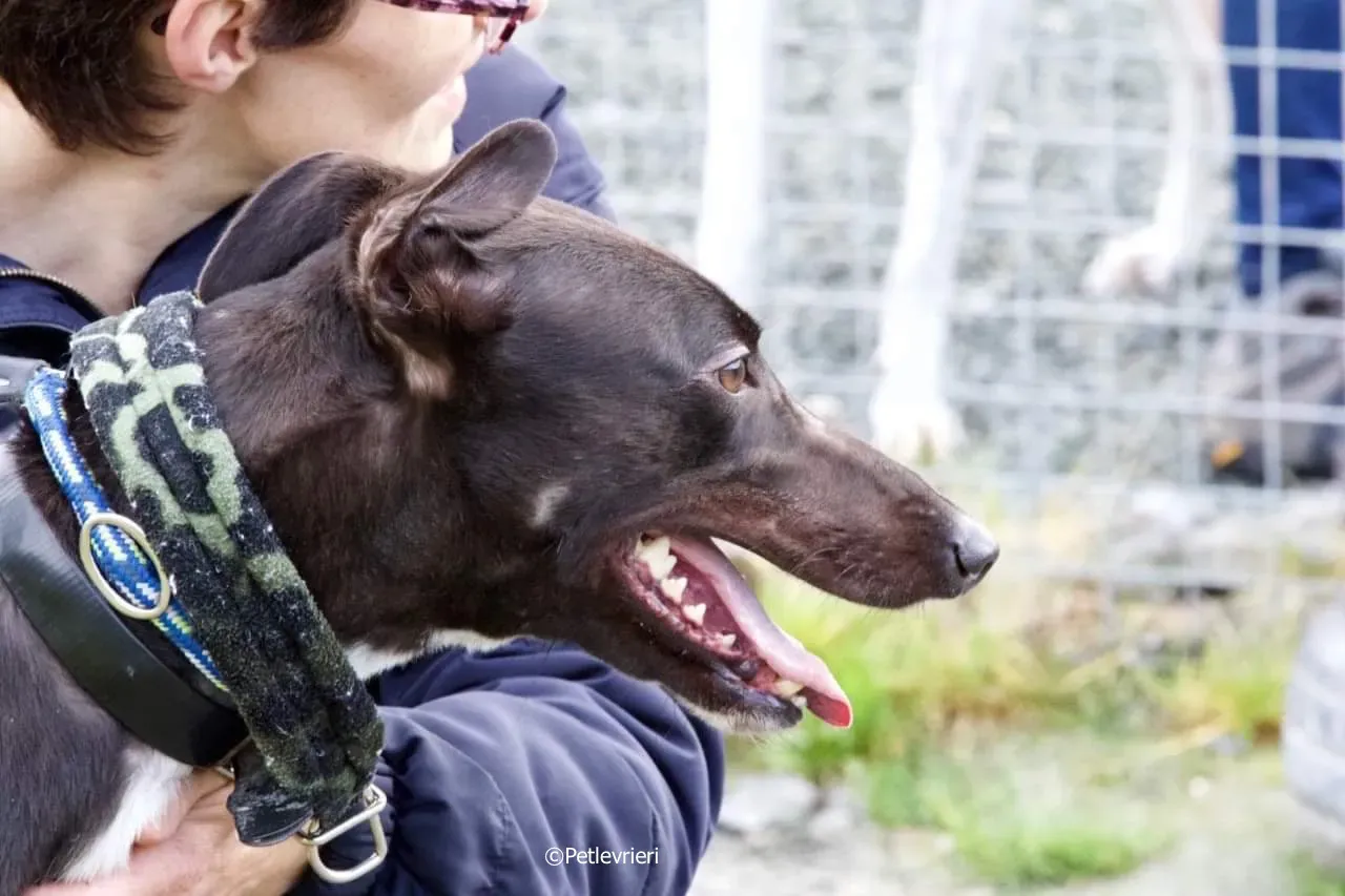 ellie adozione levrieri greyhound 4 1