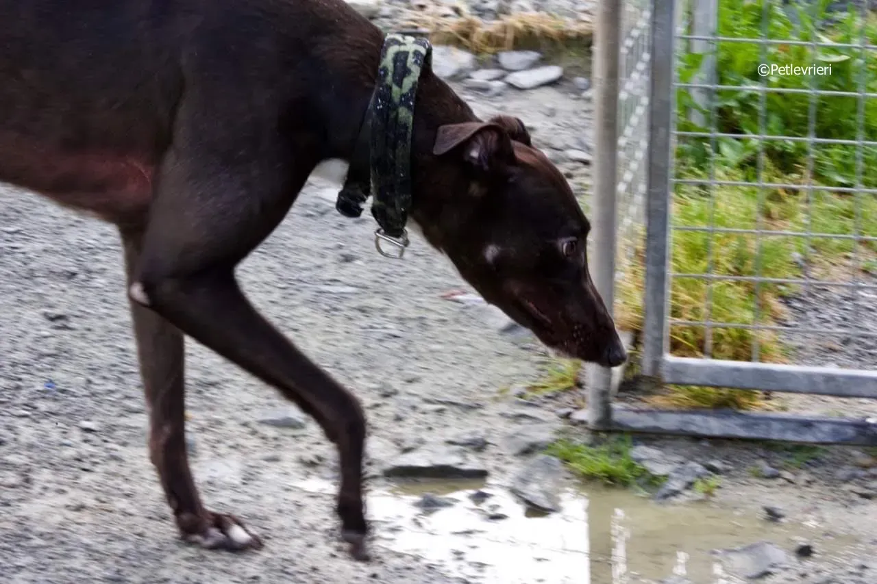 ellie adozione levrieri greyhound 5 1