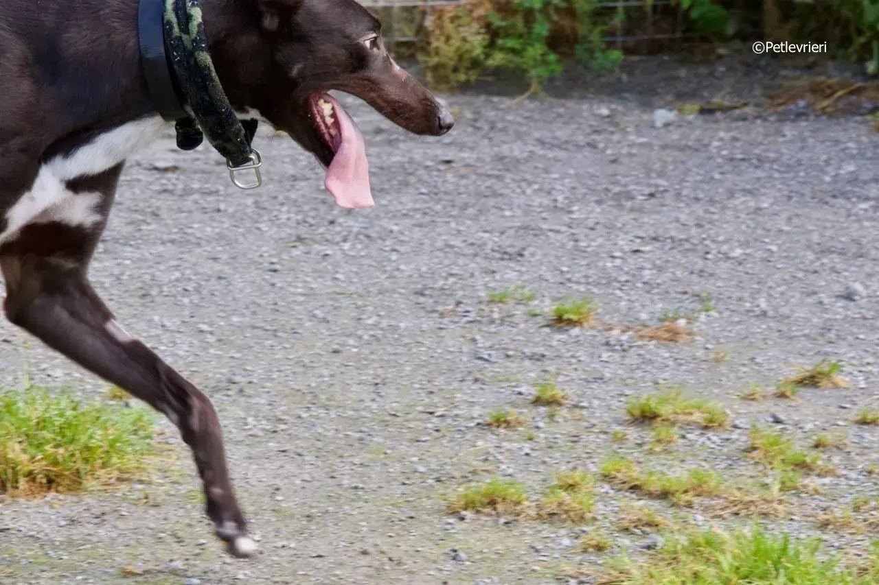 ellie adozione levrieri greyhound 6 1