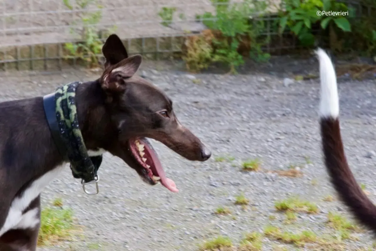 ellie adozione levrieri greyhound 7 1