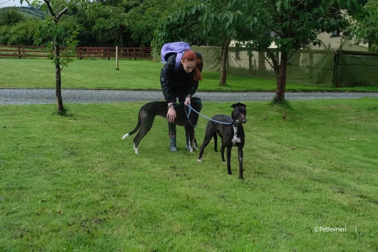 ellie adozione levrieri greyhound 8 1