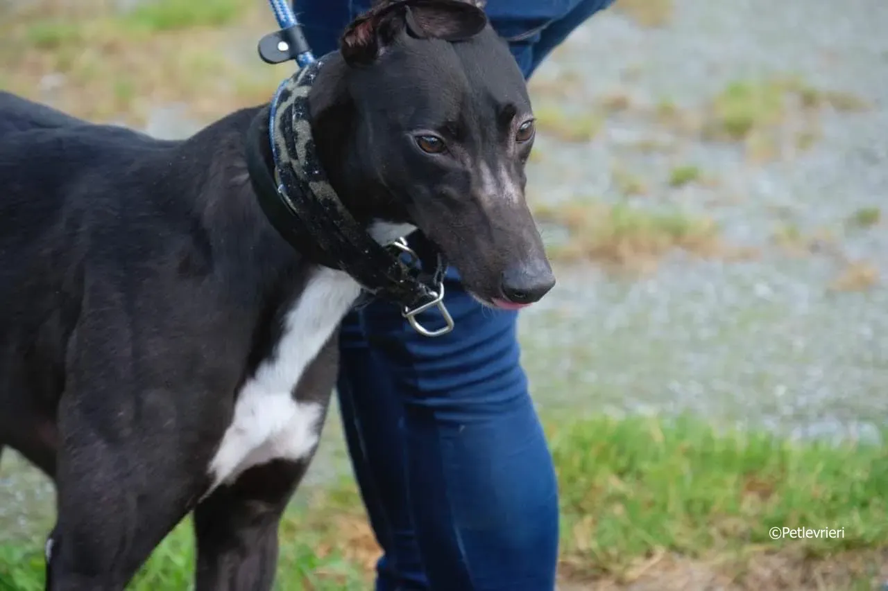 ellie adozione levrieri greyhound 9