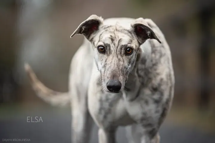 elsa adozione greyhound