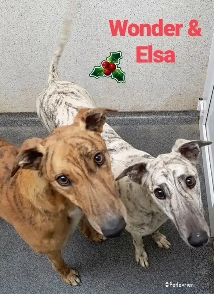elsa adozione levrieri greyhound 1