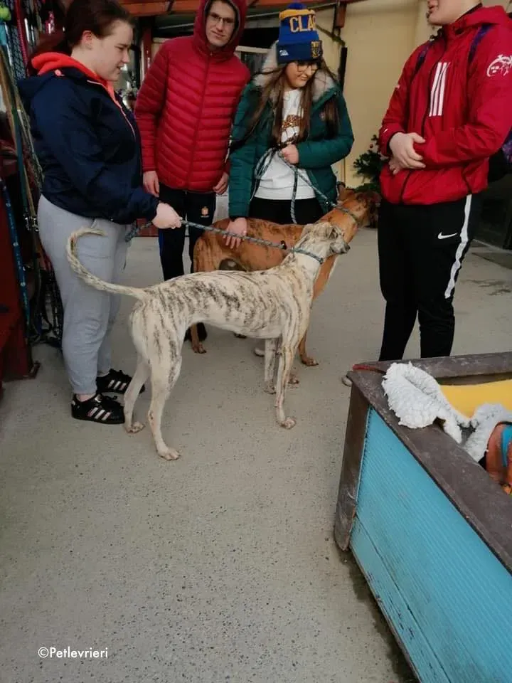 elsa adozione levrieri greyhound 2 1