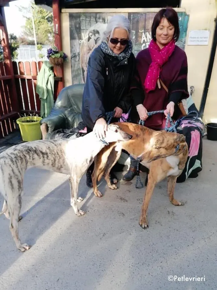 elsa adozione levrieri greyhound 2 2