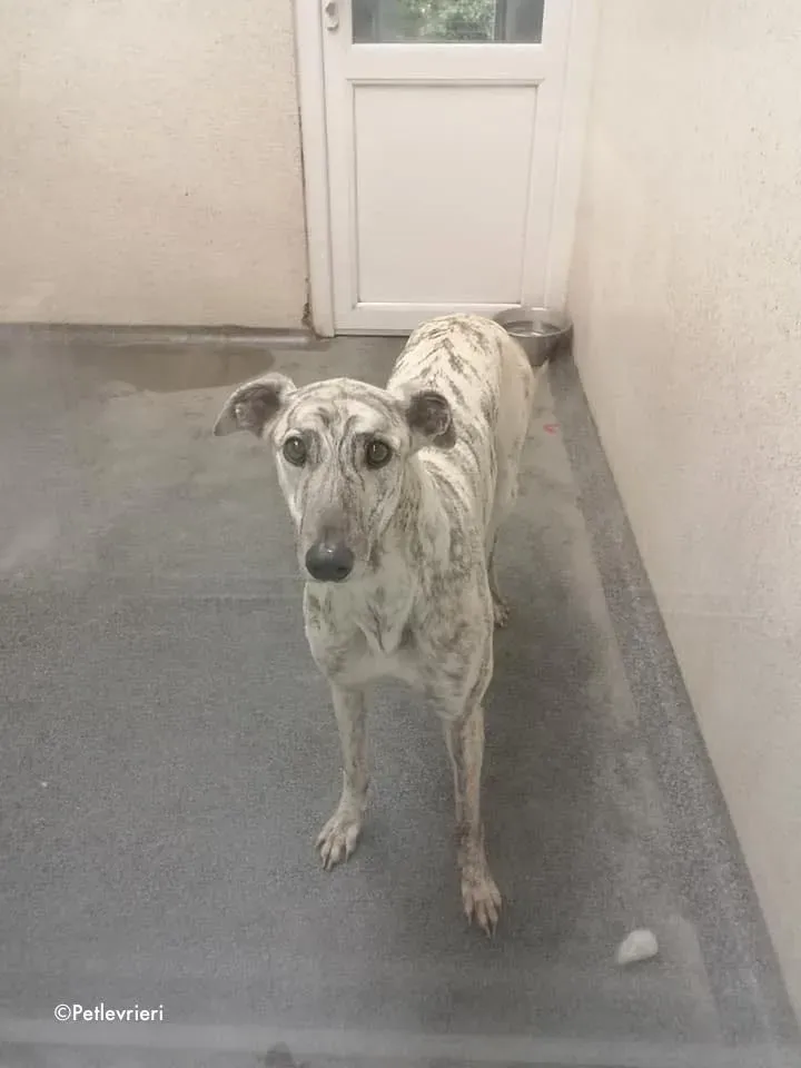 elsa adozione levrieri greyhound 2