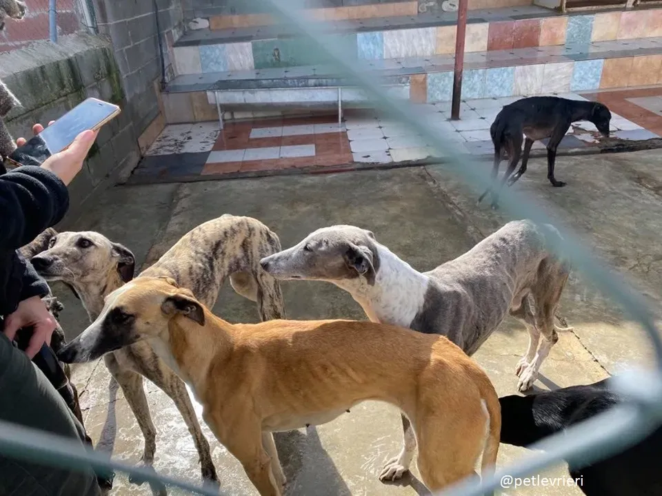 elva adozione galgo