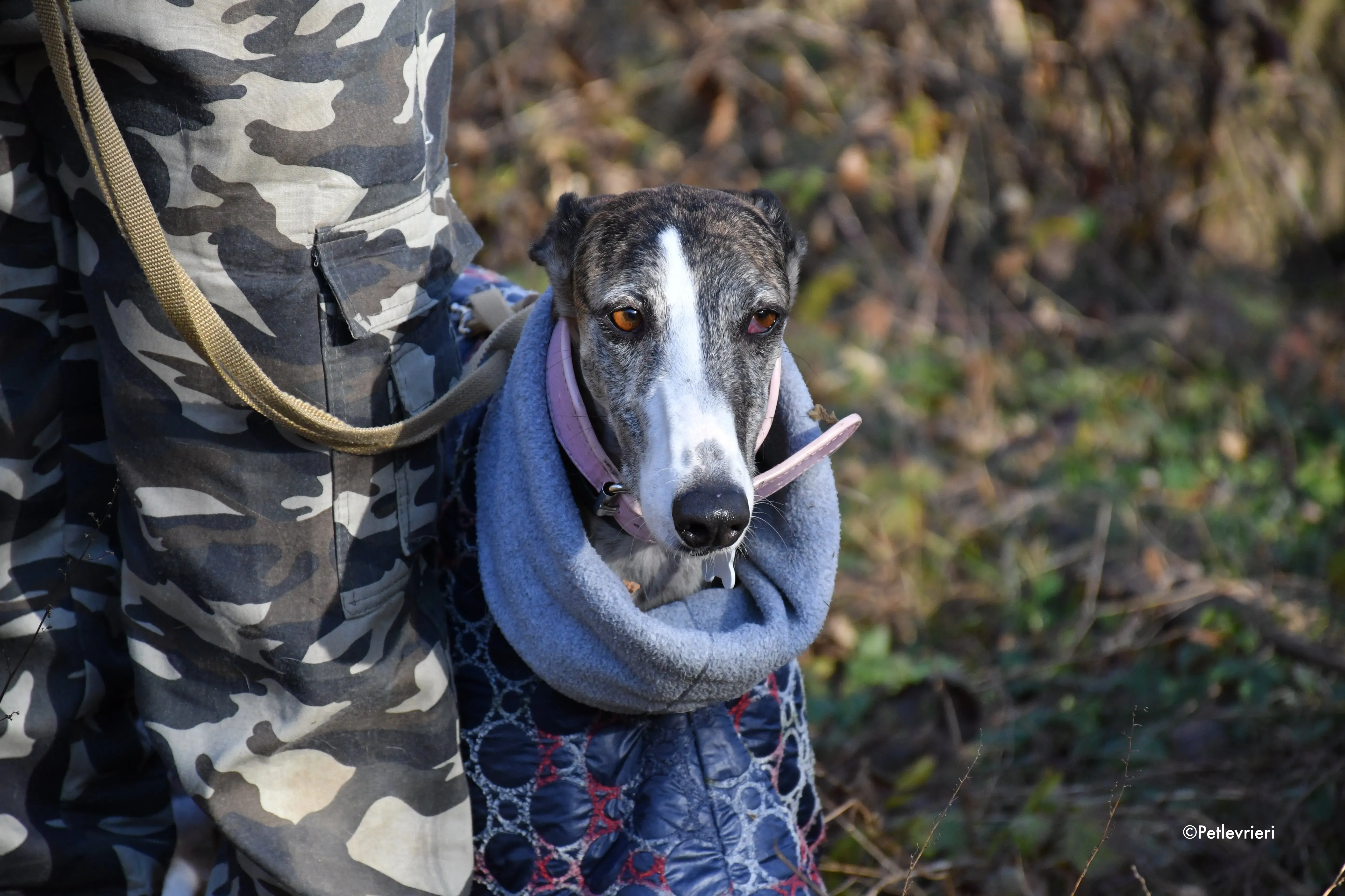 elvira adozione levrieri galgo 1