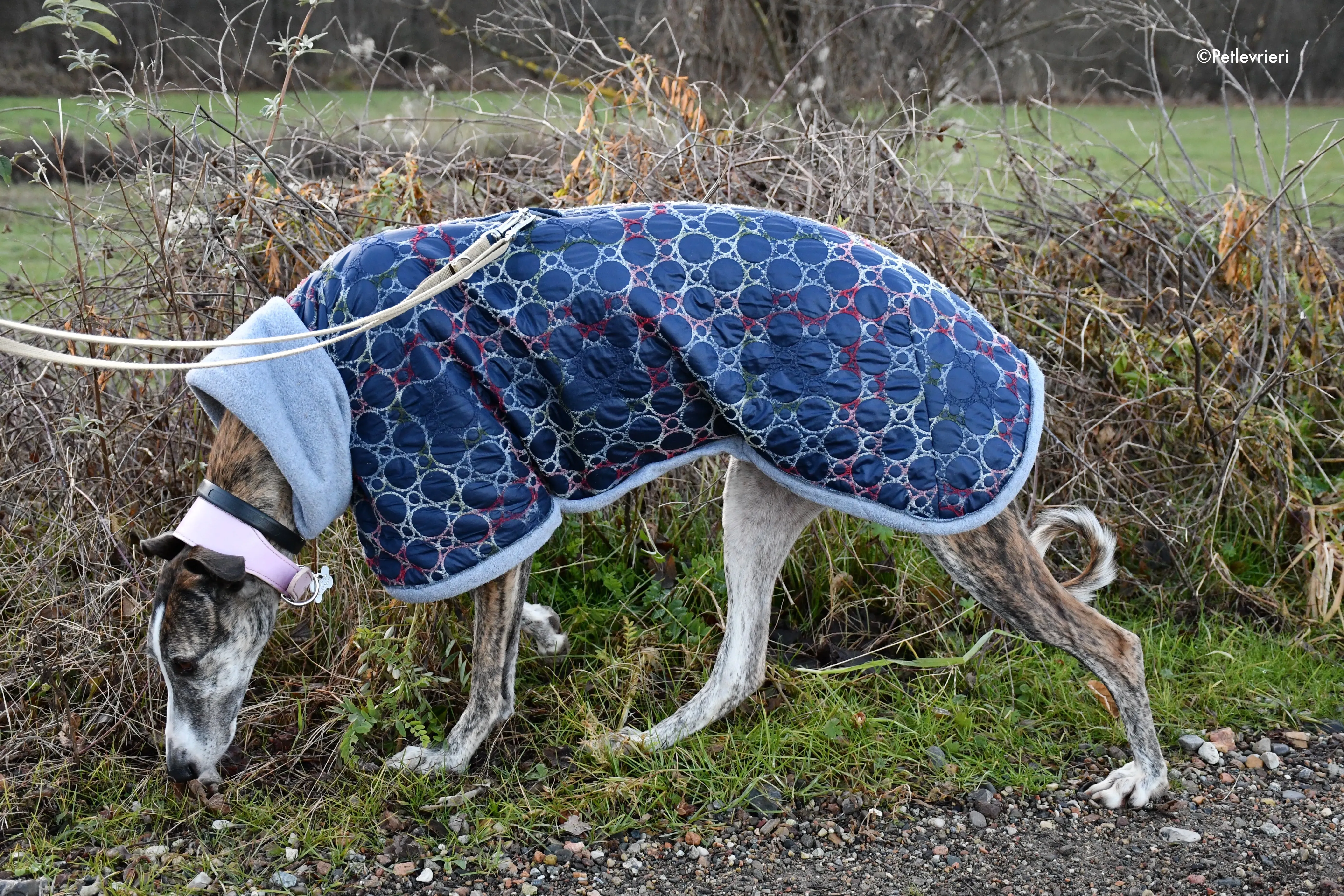 elvira adozione levrieri galgo 12