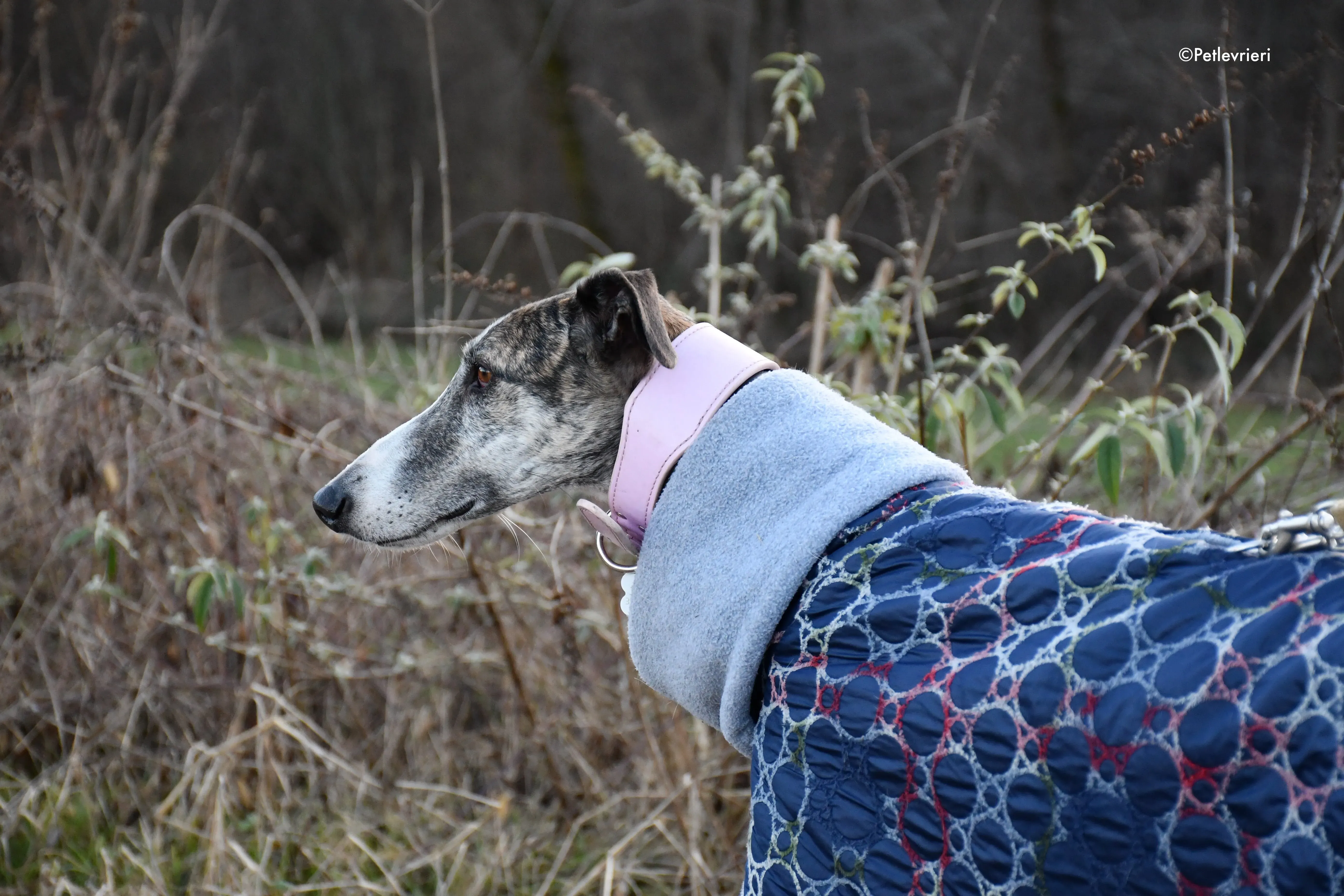 elvira adozione levrieri galgo 13