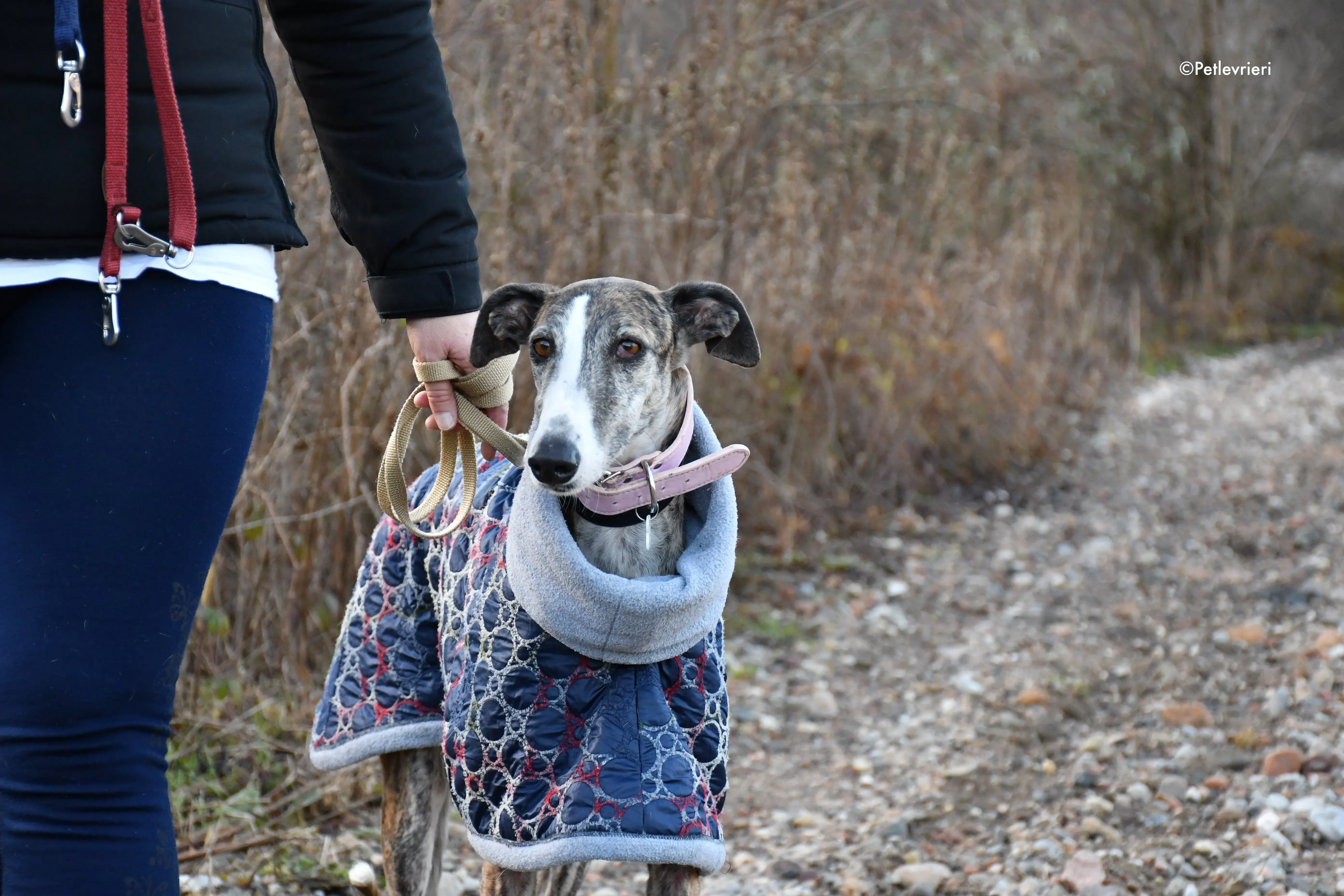 elvira adozione levrieri galgo 14