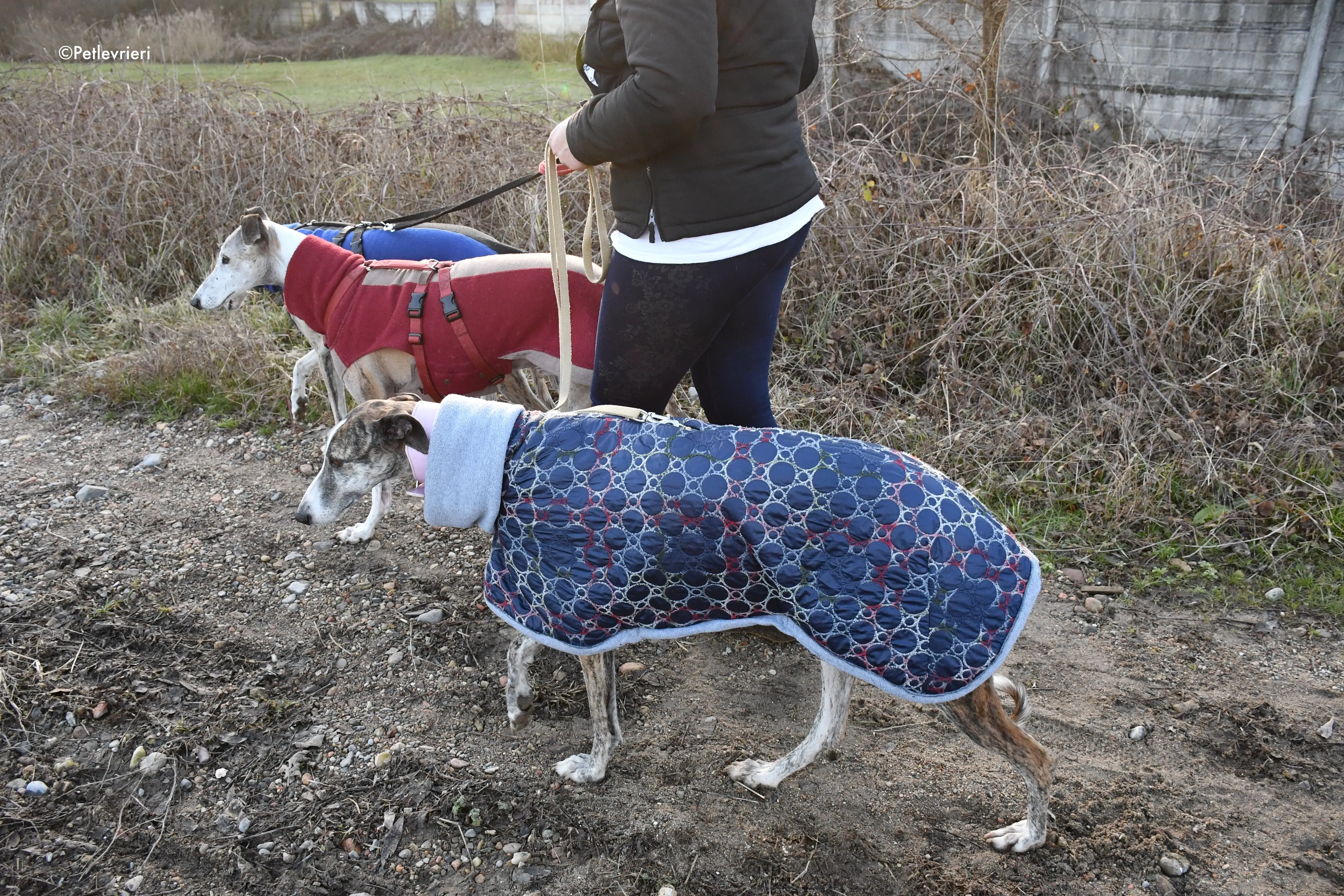 elvira adozione levrieri galgo 18