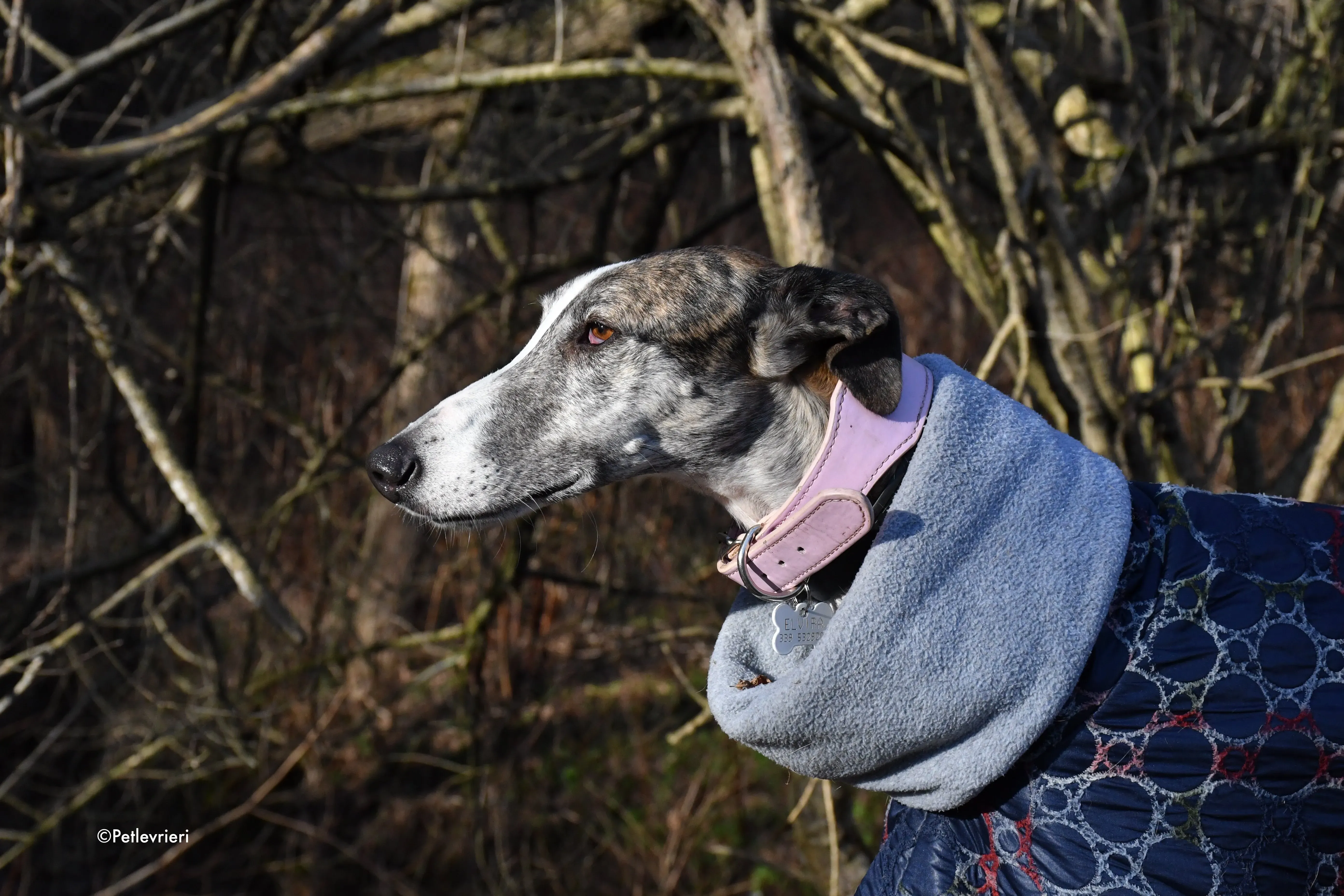 elvira adozione levrieri galgo 2