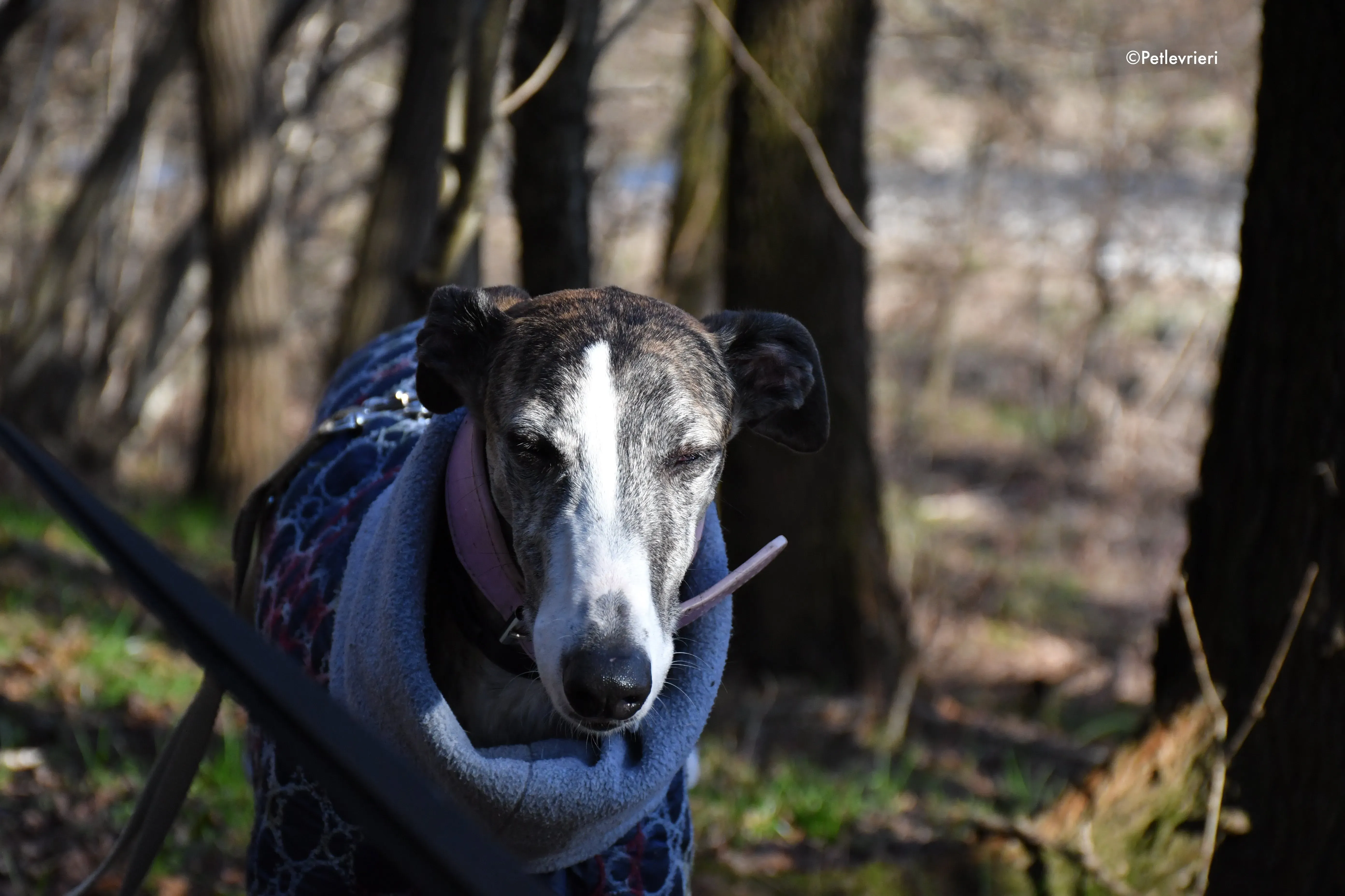 elvira adozione levrieri galgo 3