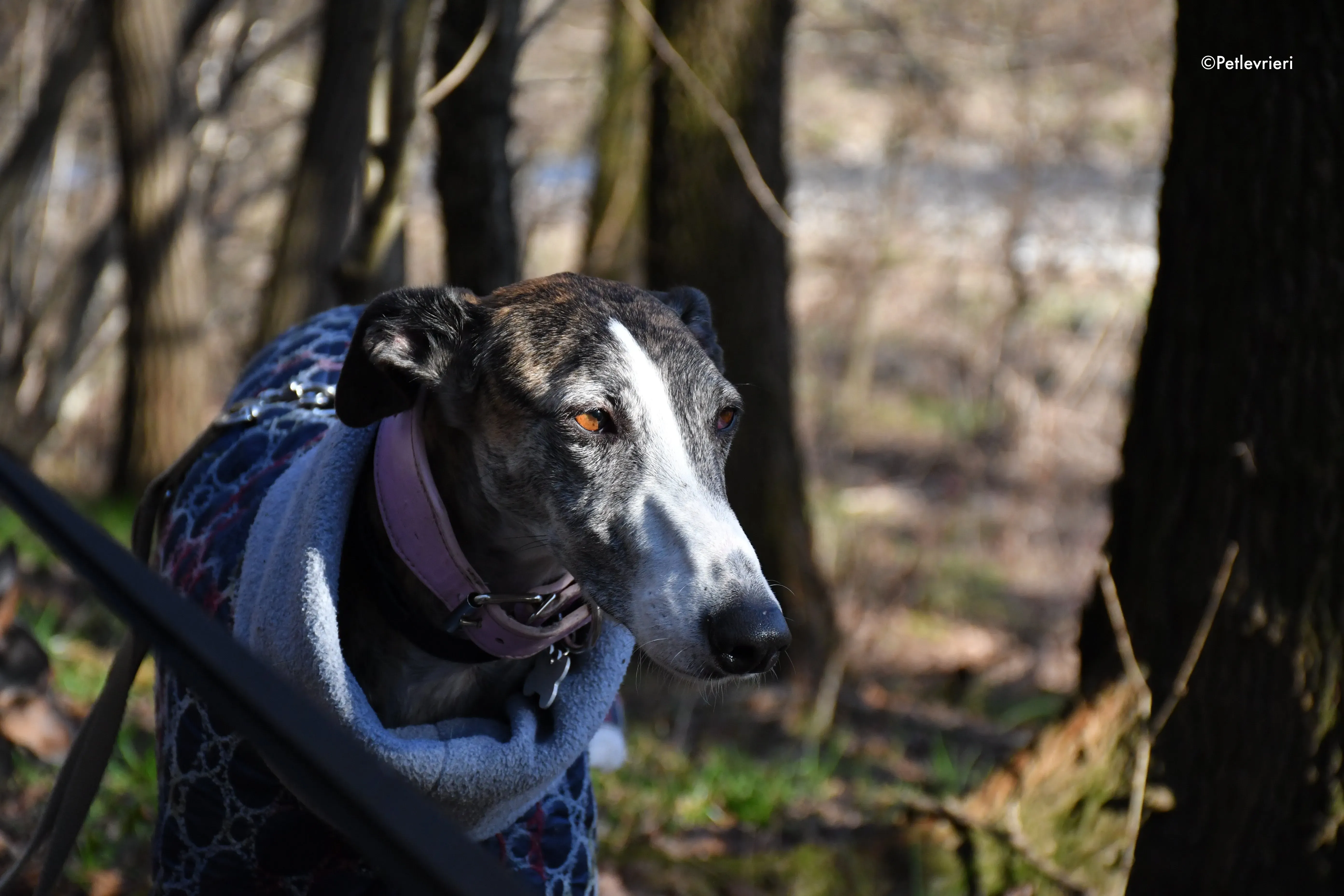 elvira adozione levrieri galgo 4