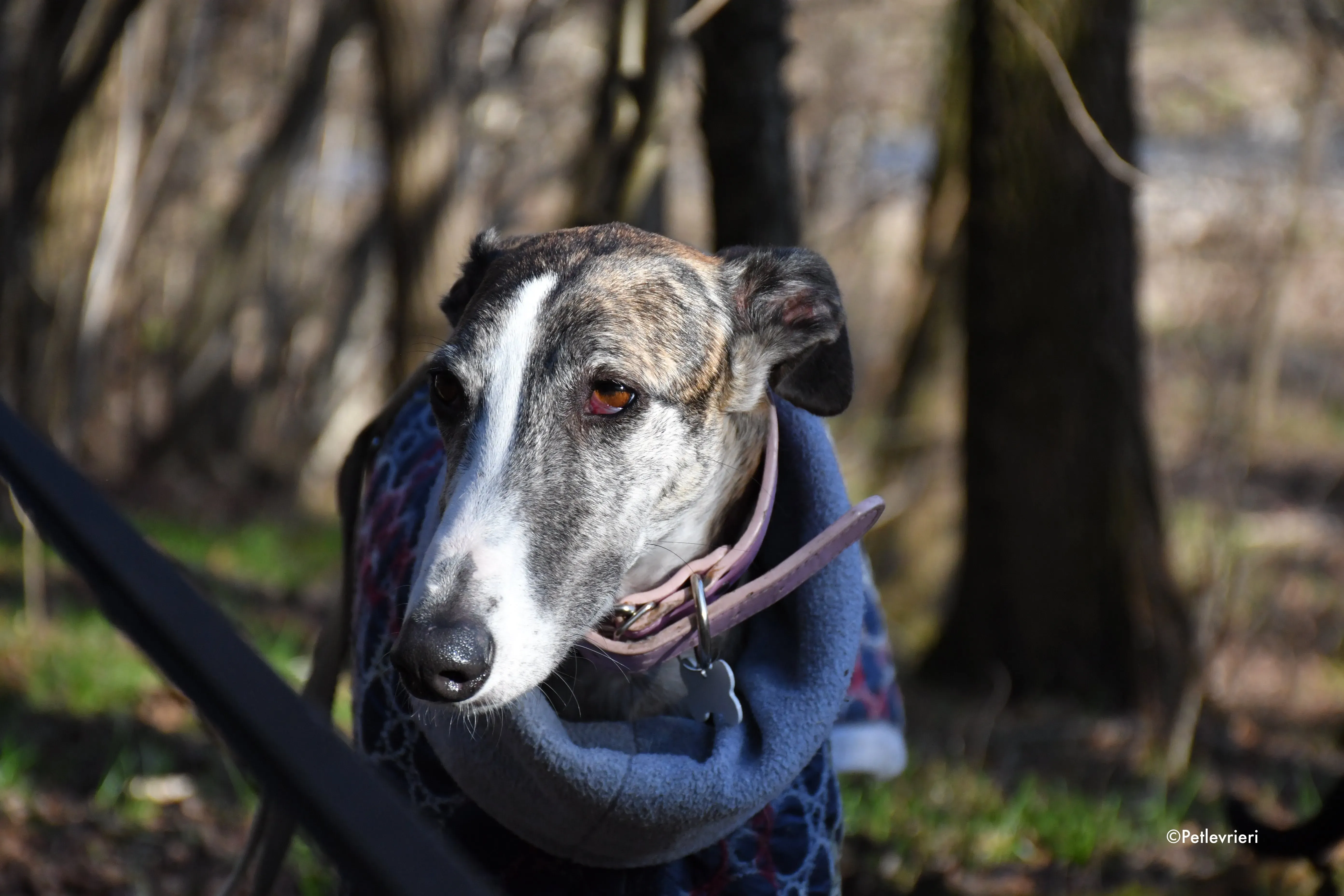 elvira adozione levrieri galgo 5