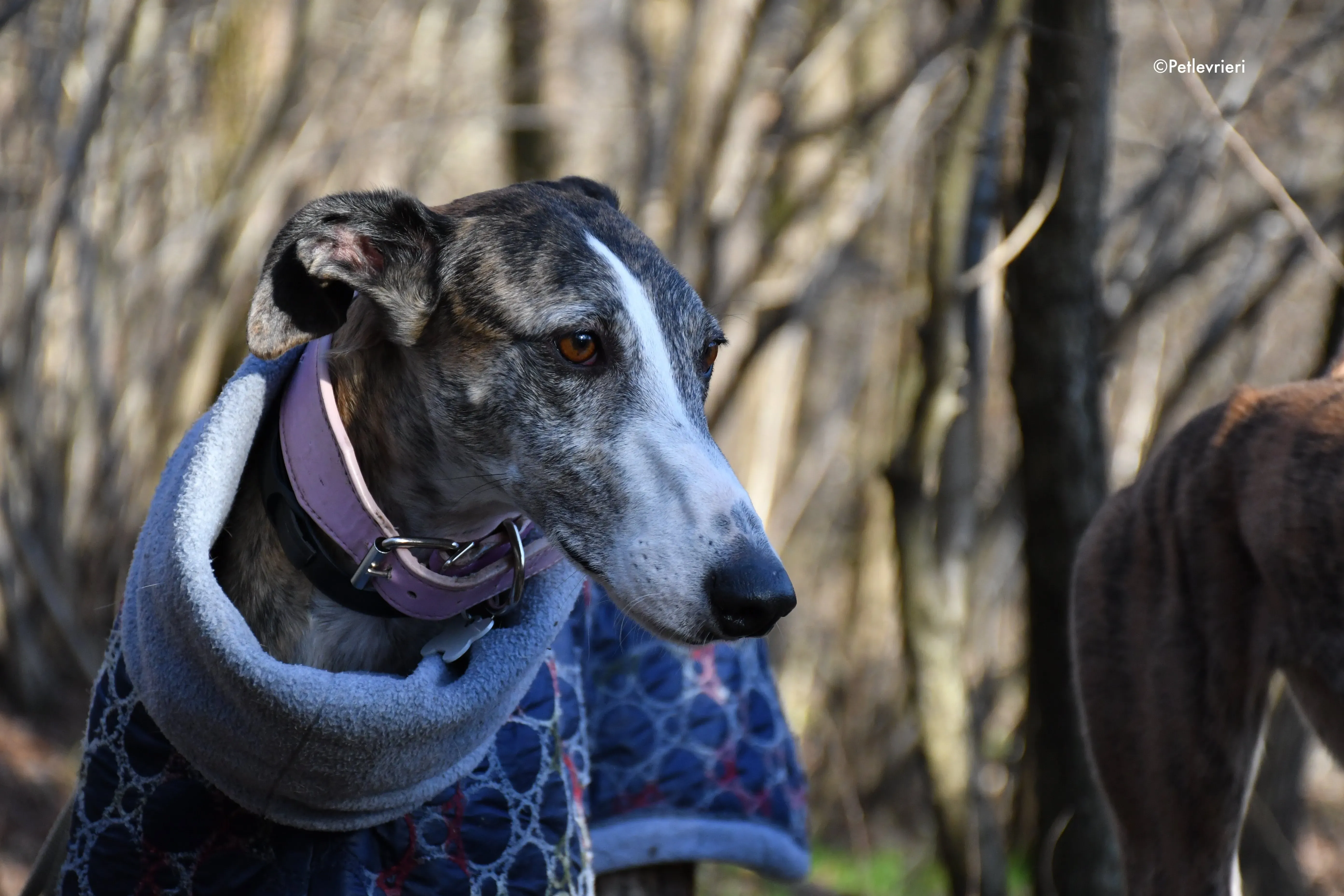 elvira adozione levrieri galgo 6