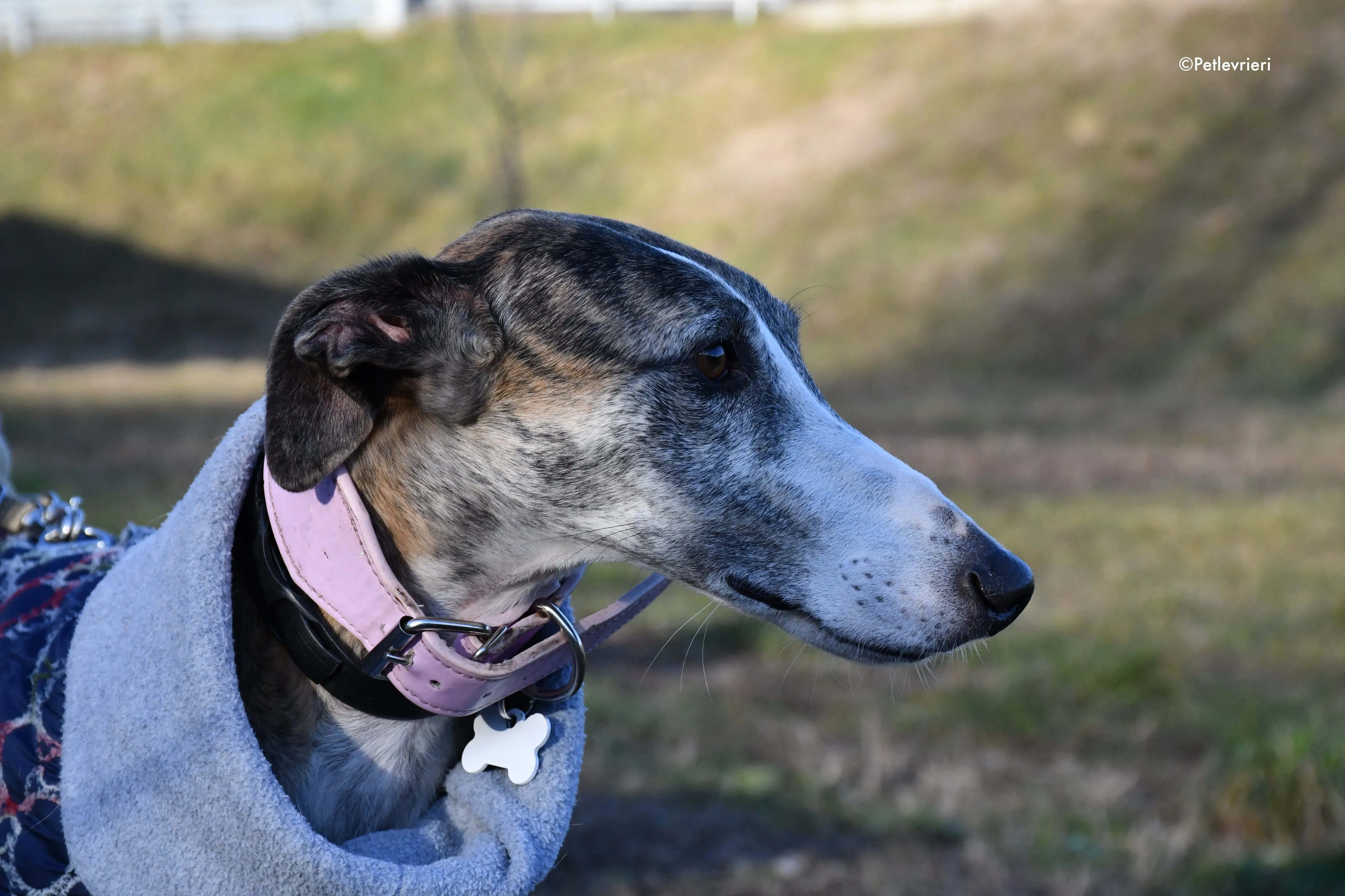 elvira adozione levrieri galgo 7