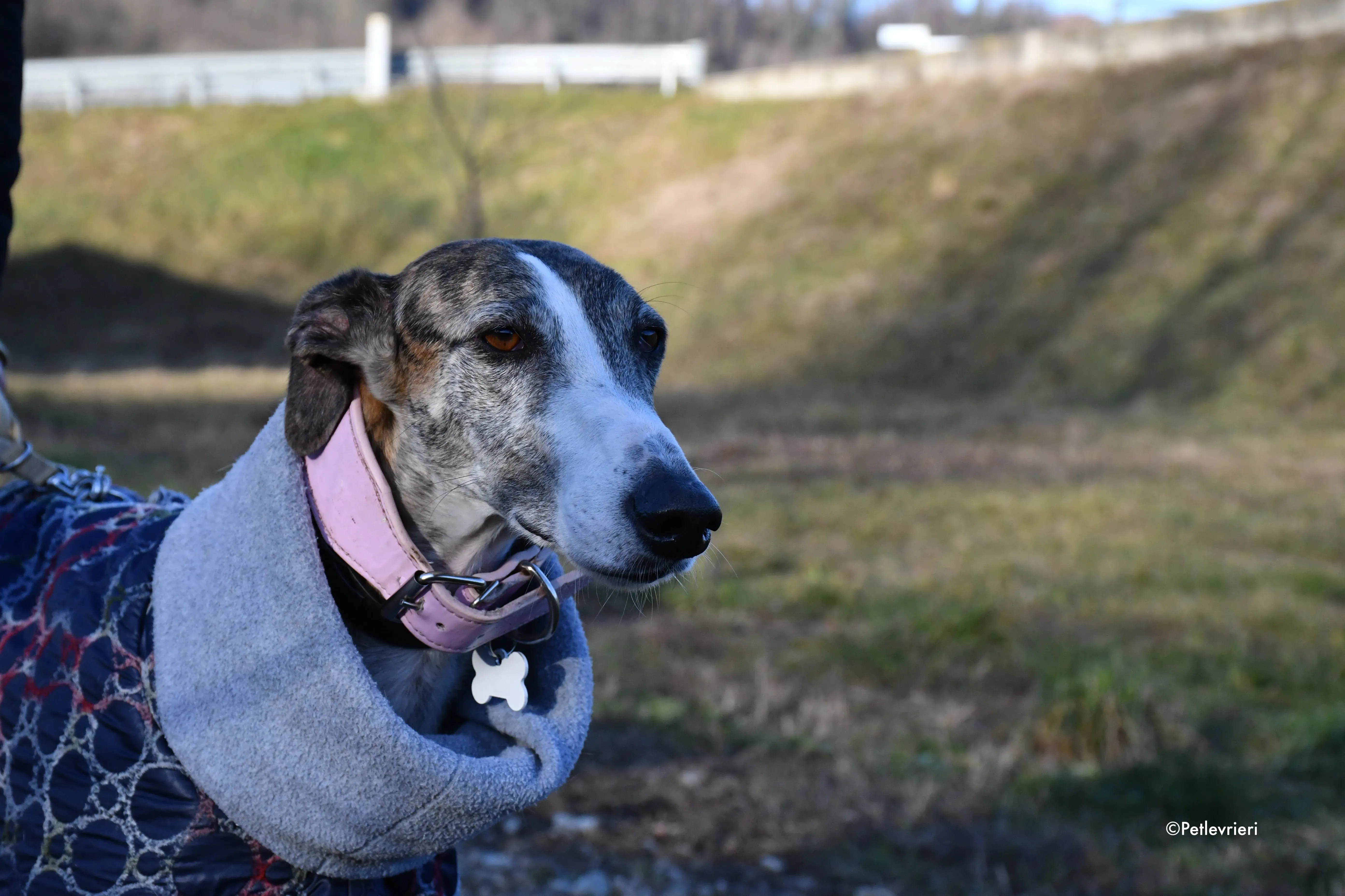 elvira adozione levrieri galgo 8