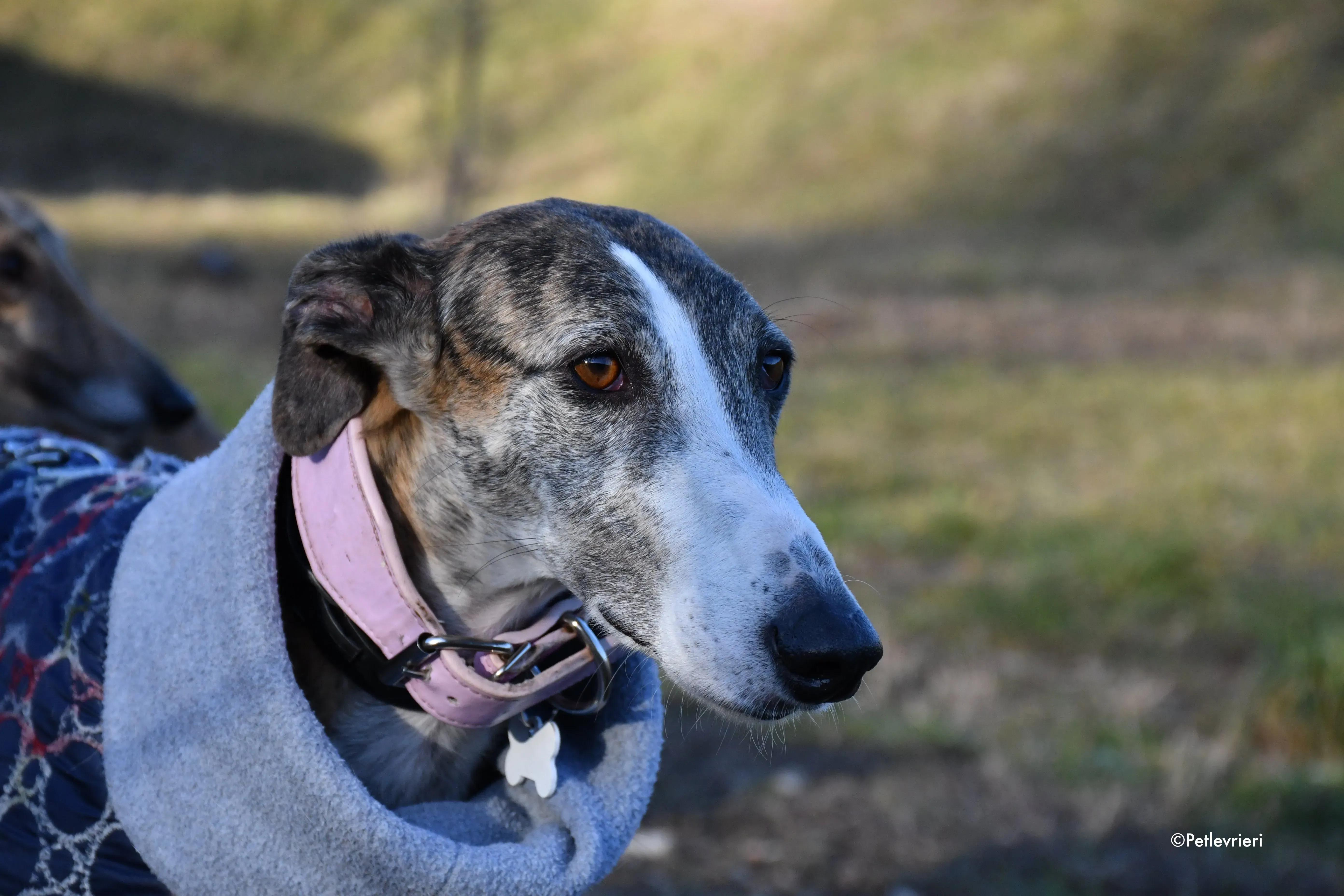 elvira adozione levrieri galgo 9
