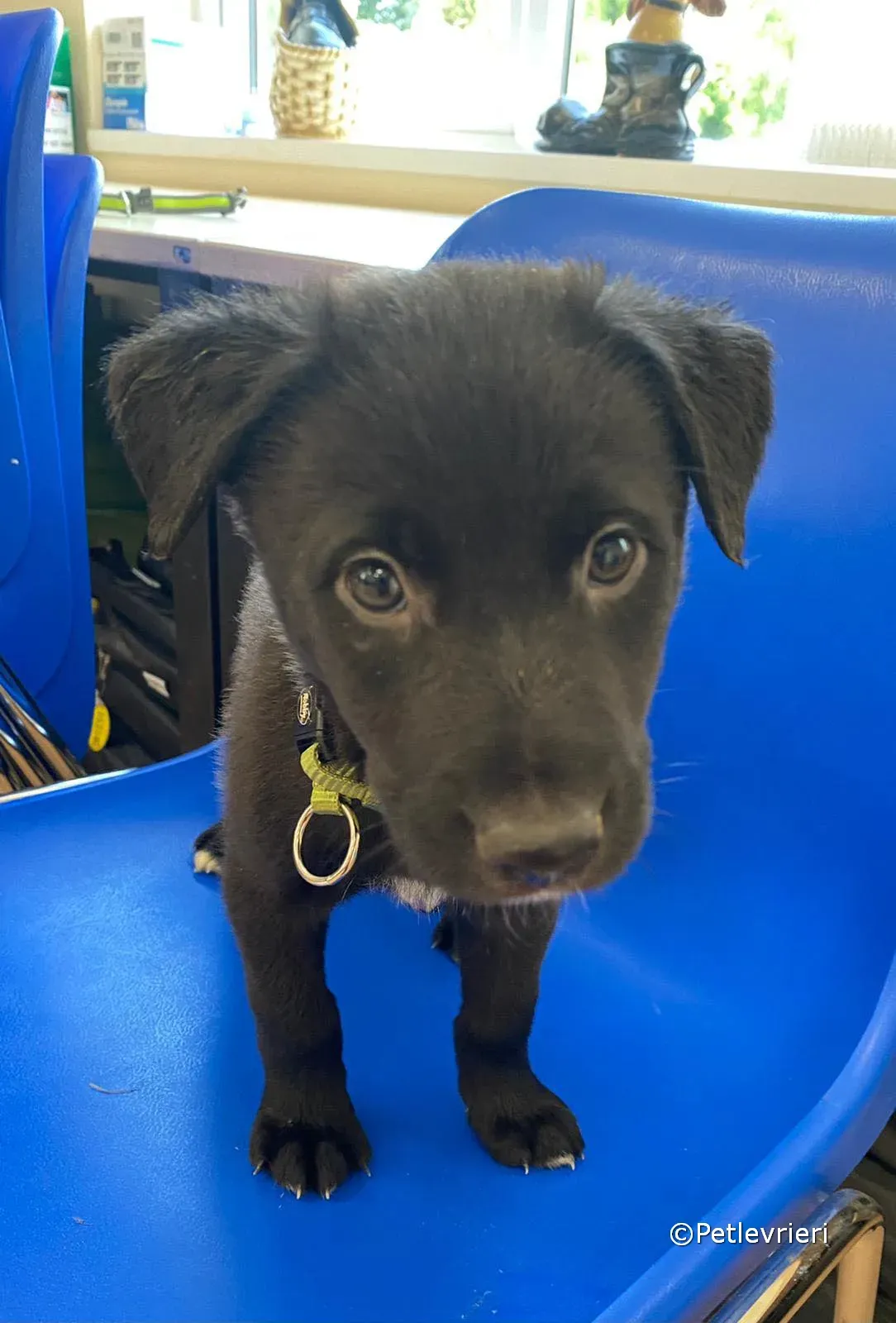 elvis adozione greyhound petlevrieri 01 1