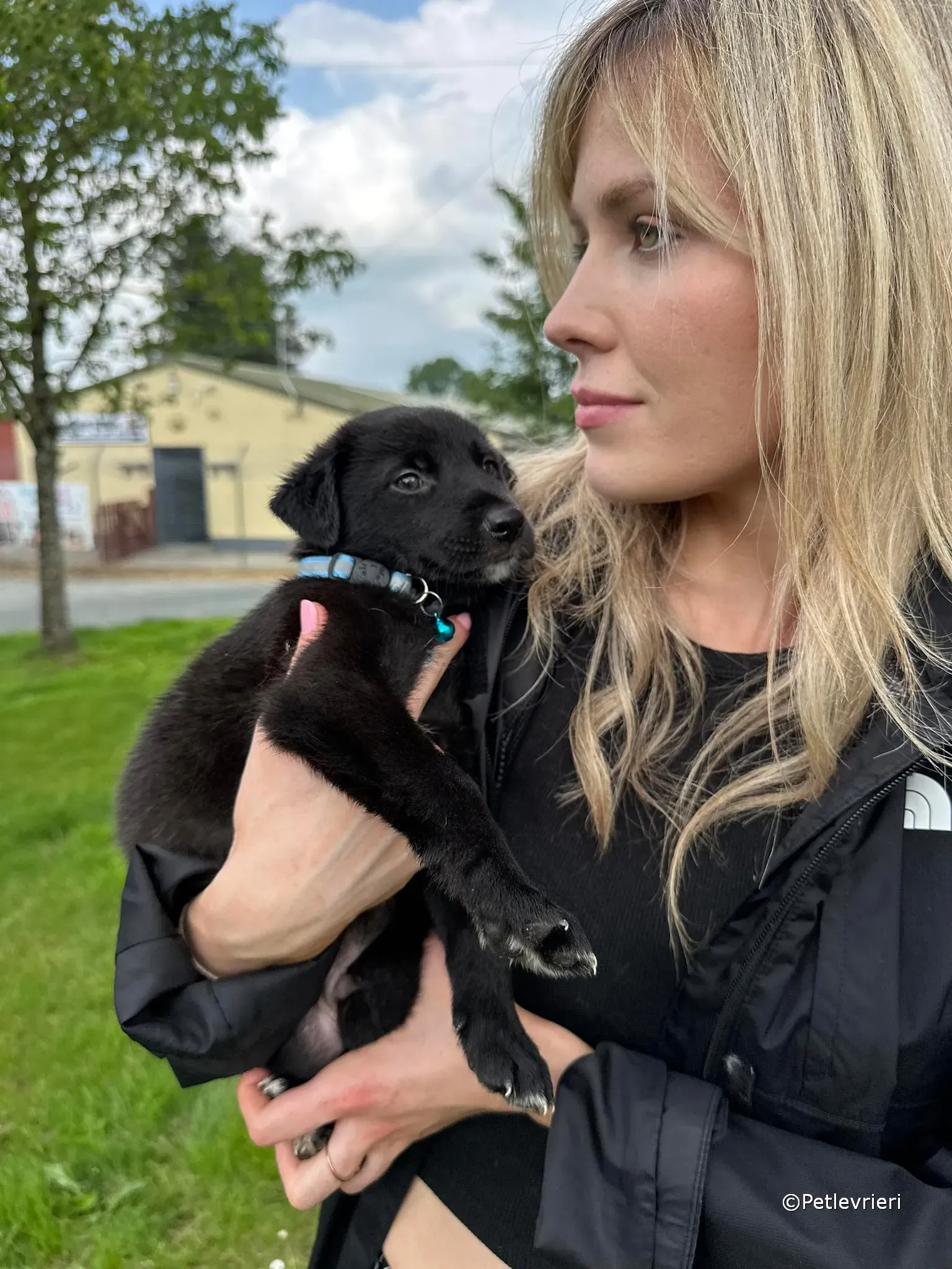 elvis adozione greyhound petlevrieri 01