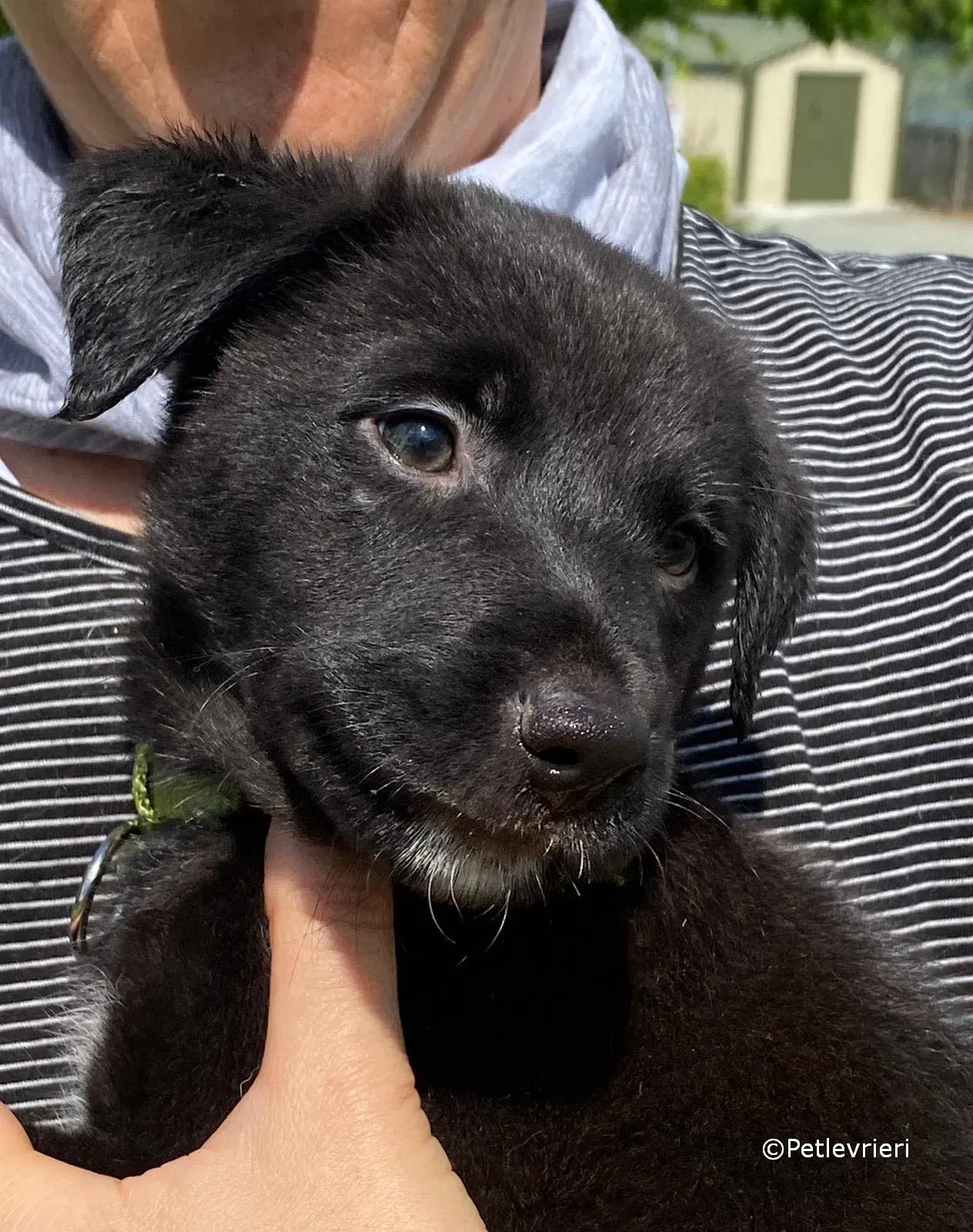 elvis adozione greyhound petlevrieri 02 1