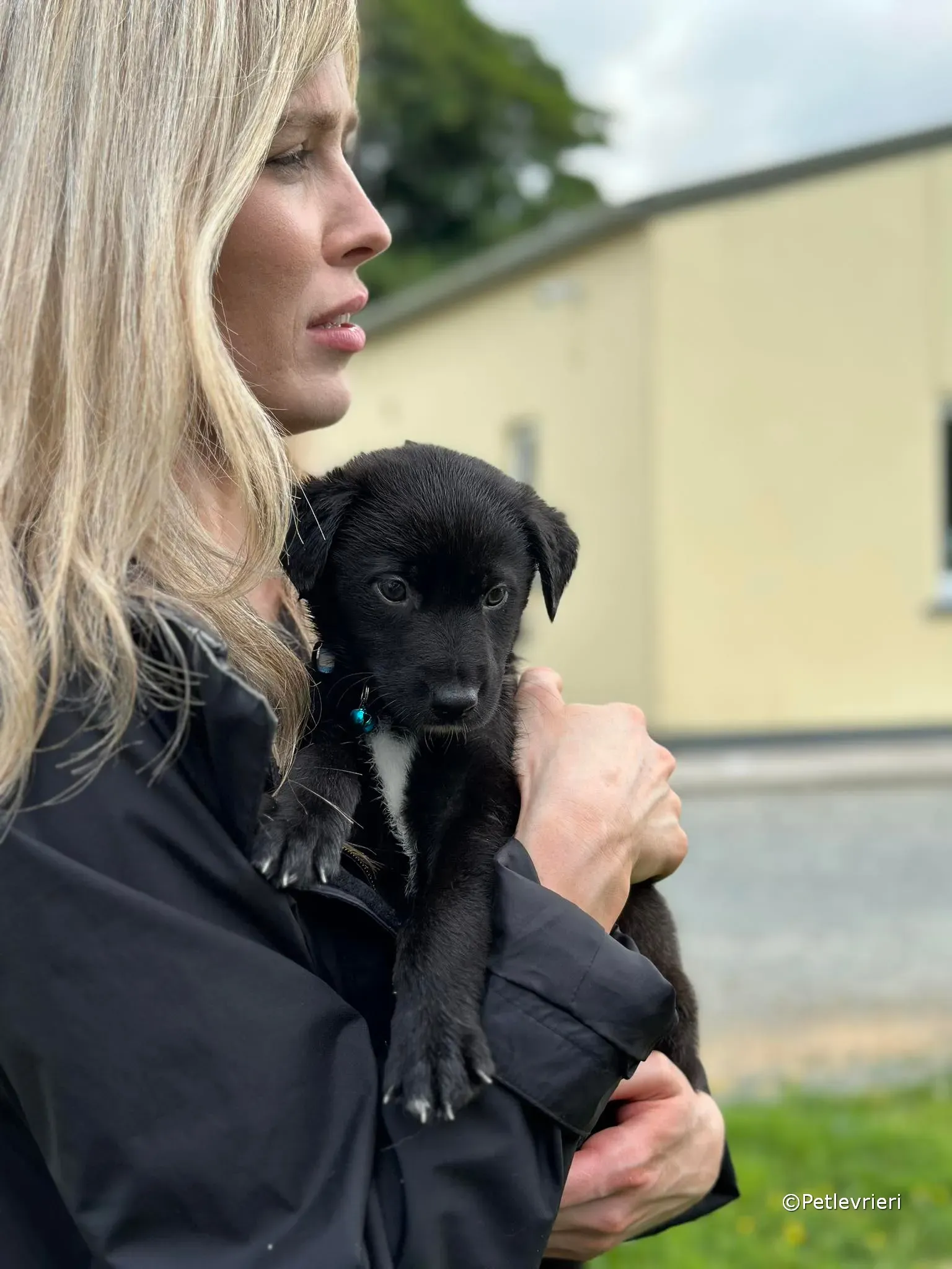 elvis adozione greyhound petlevrieri 02