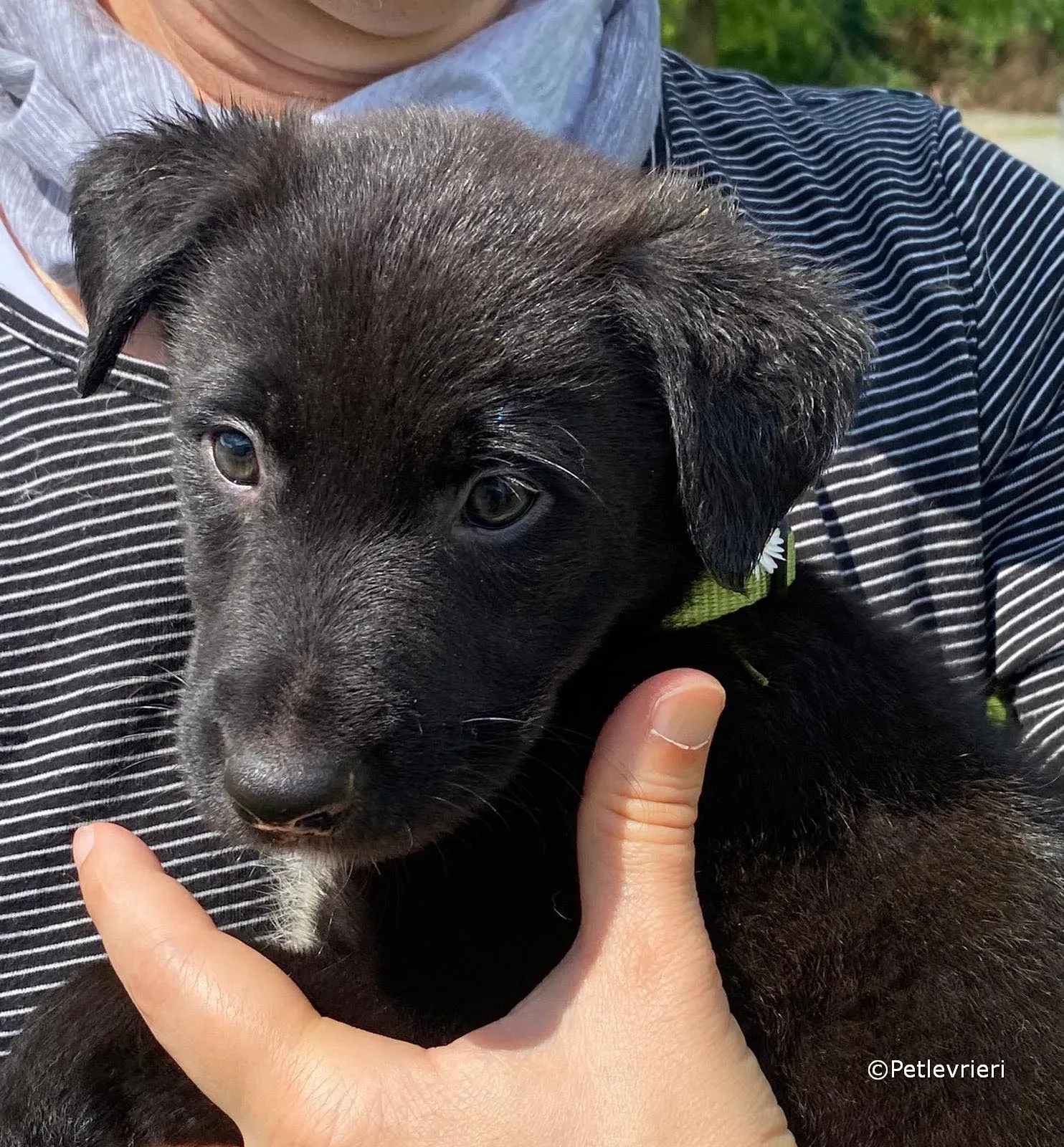 elvis adozione greyhound petlevrieri 03