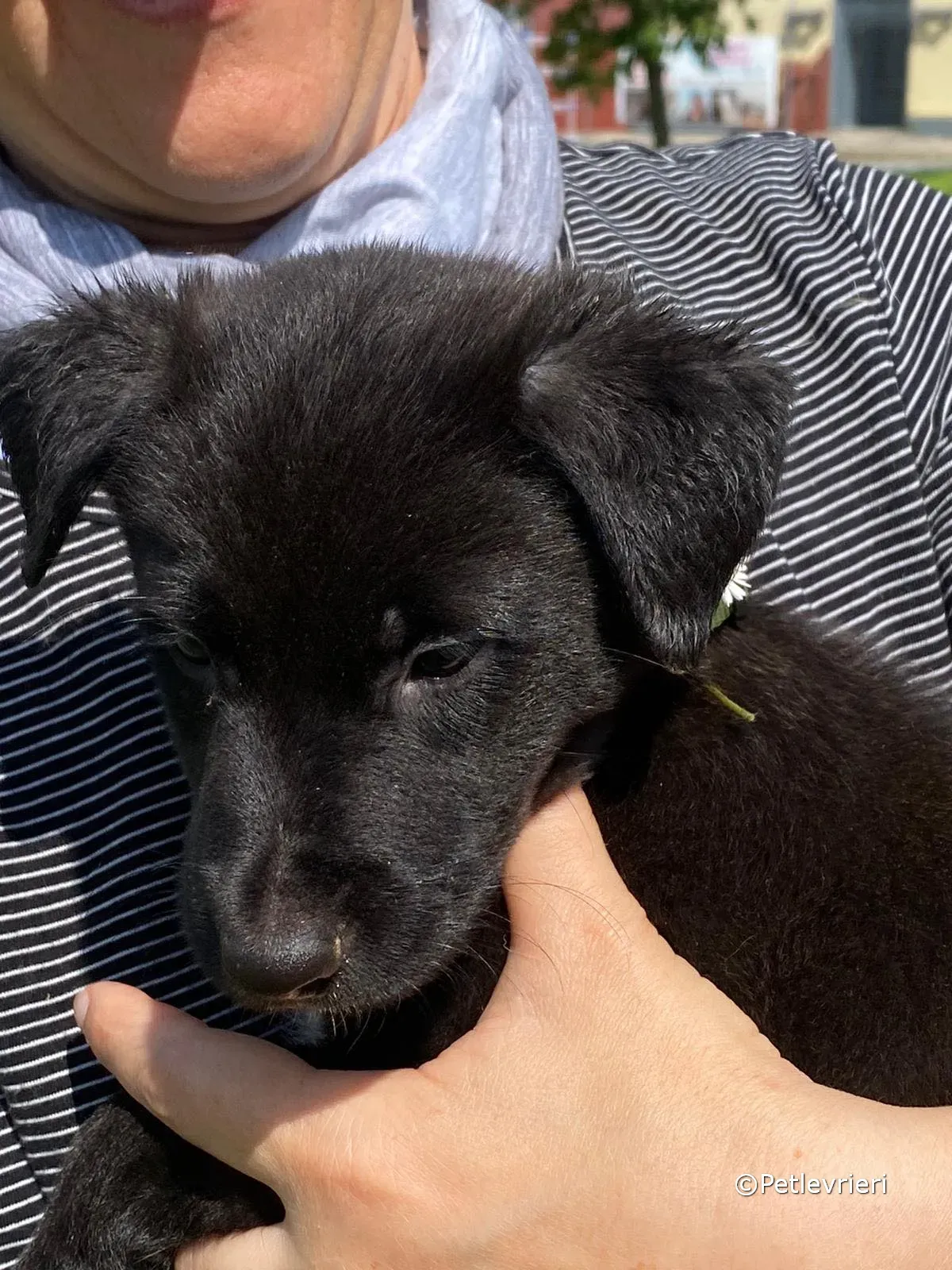 elvis adozione greyhound petlevrieri 04