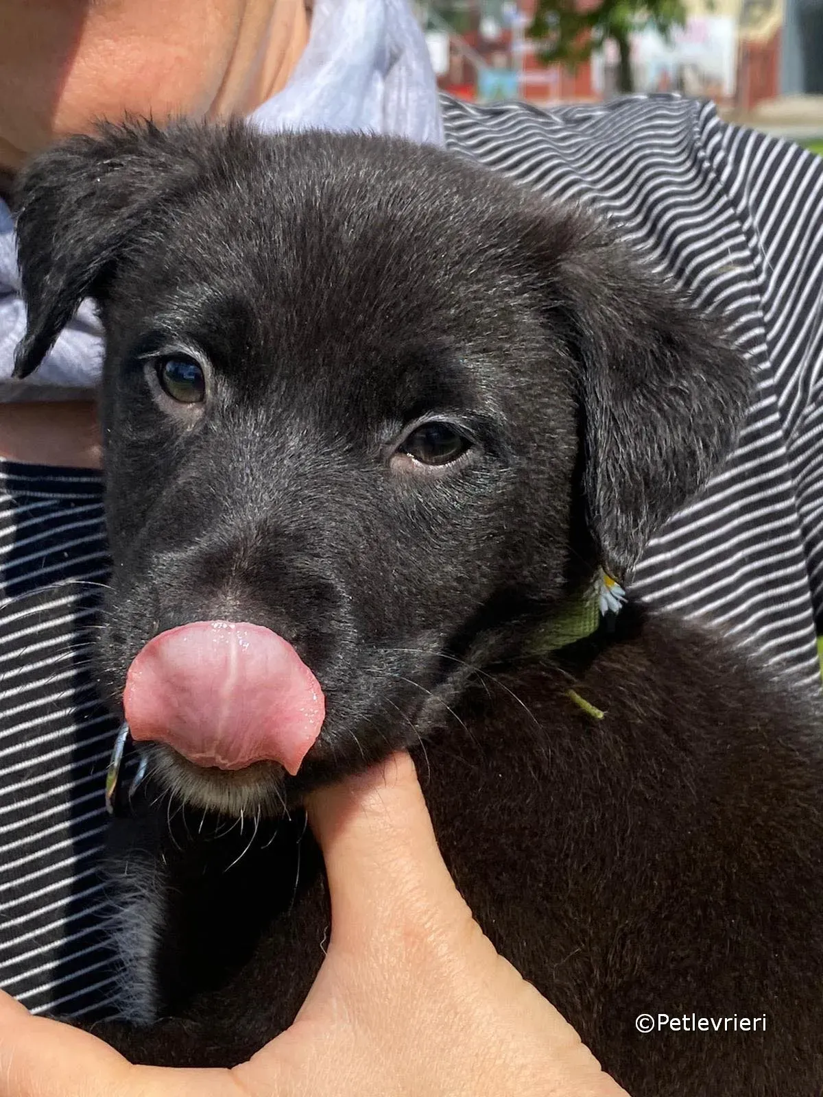 elvis adozione greyhound petlevrieri 05 1