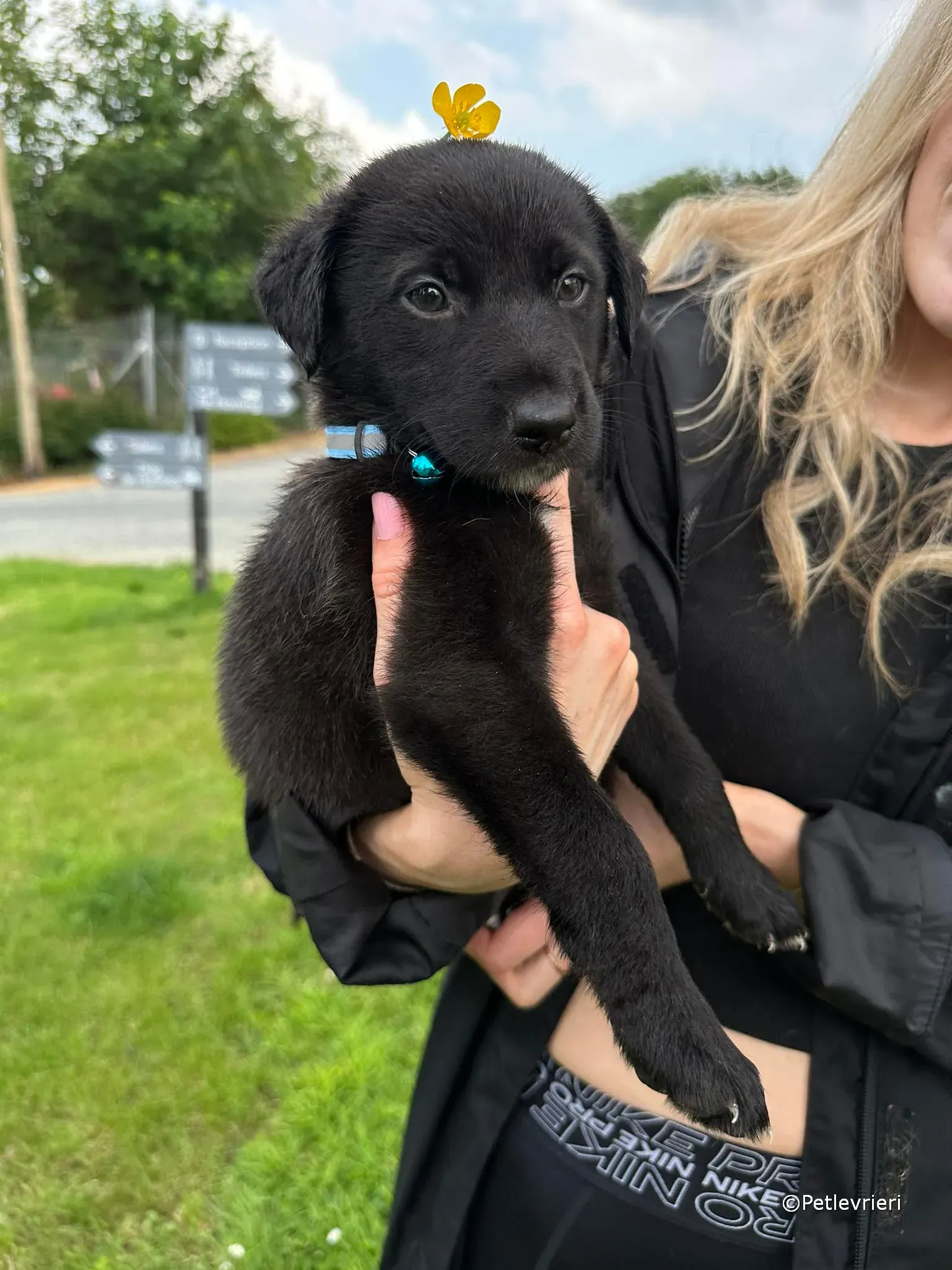 elvis adozione greyhound petlevrieri 05