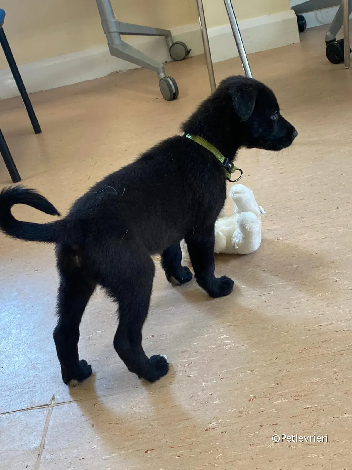 elvis adozione greyhound petlevrieri 06