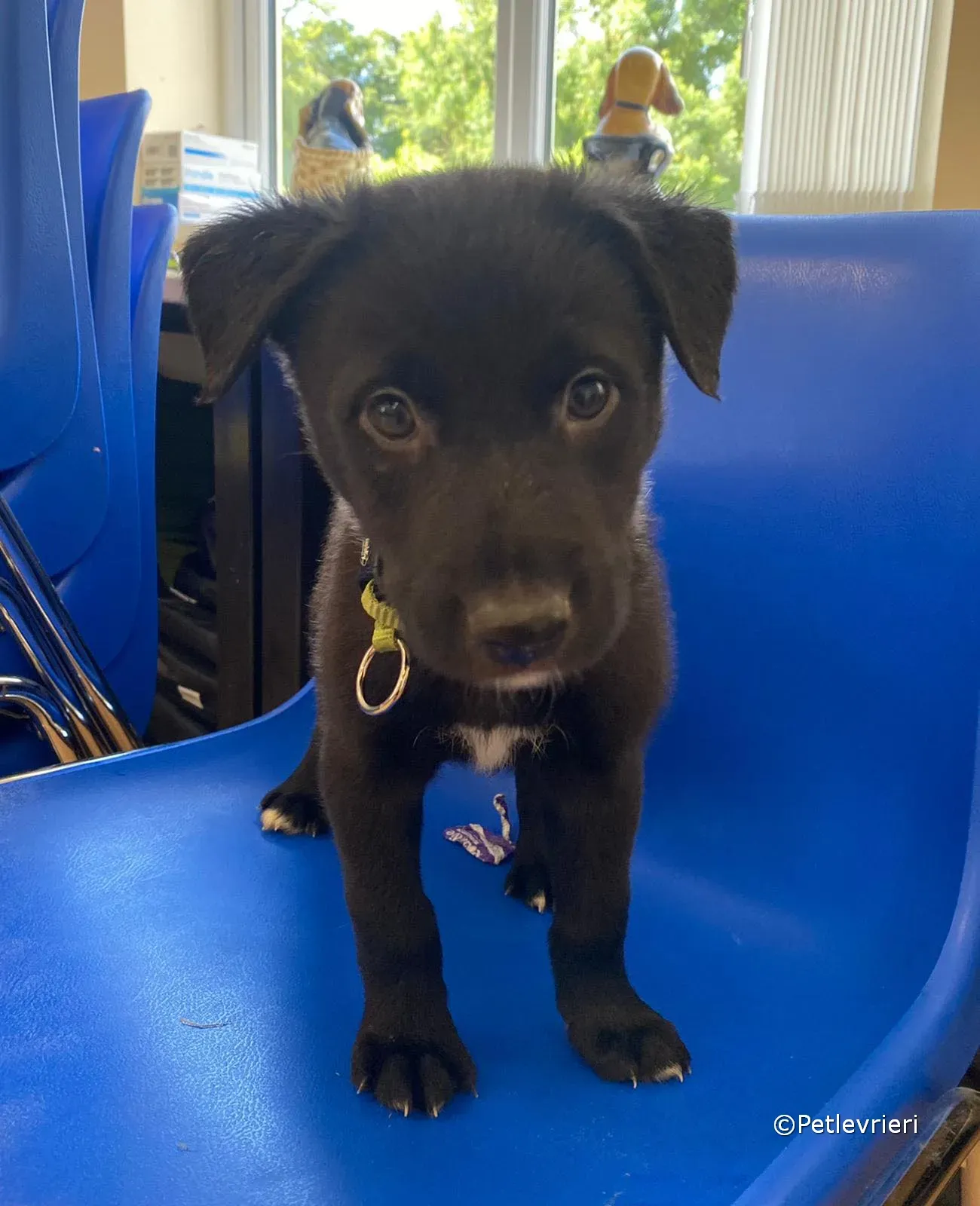 elvis adozione greyhound petlevrieri 07