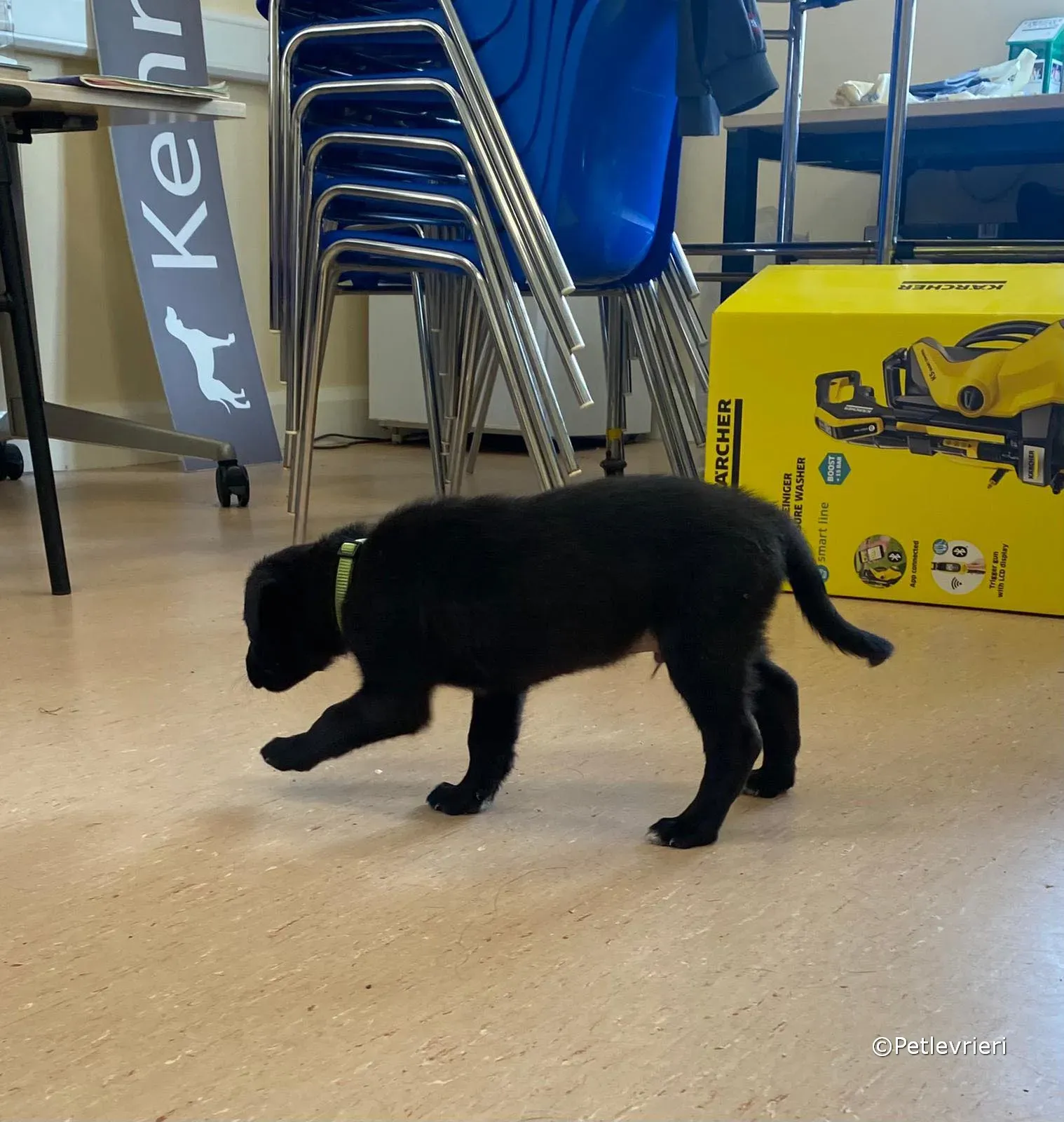 elvis adozione greyhound petlevrieri 08