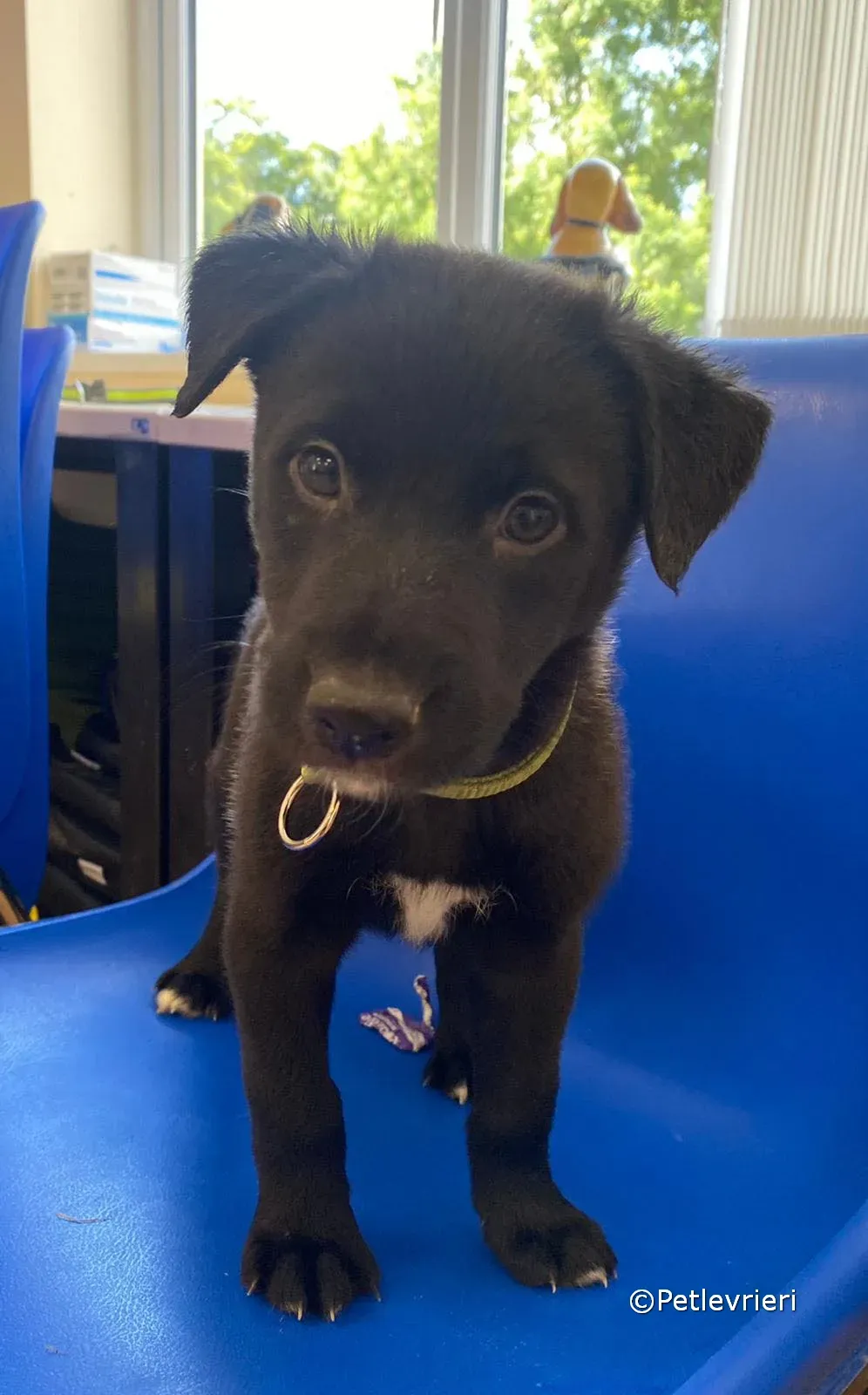 elvis adozione greyhound petlevrieri 09 1