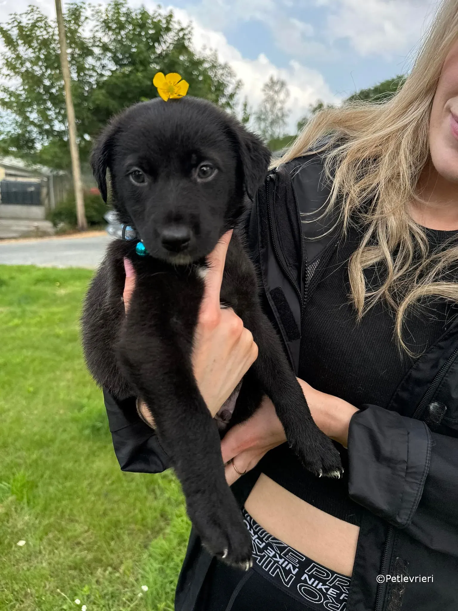 elvis adozione greyhound petlevrieri 09