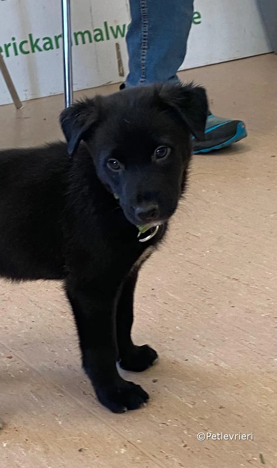 elvis adozione greyhound petlevrieri 10 1